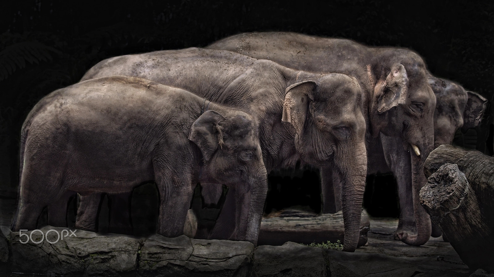 Olympus E-620 (EVOLT E-620) sample photo. The elephants photography