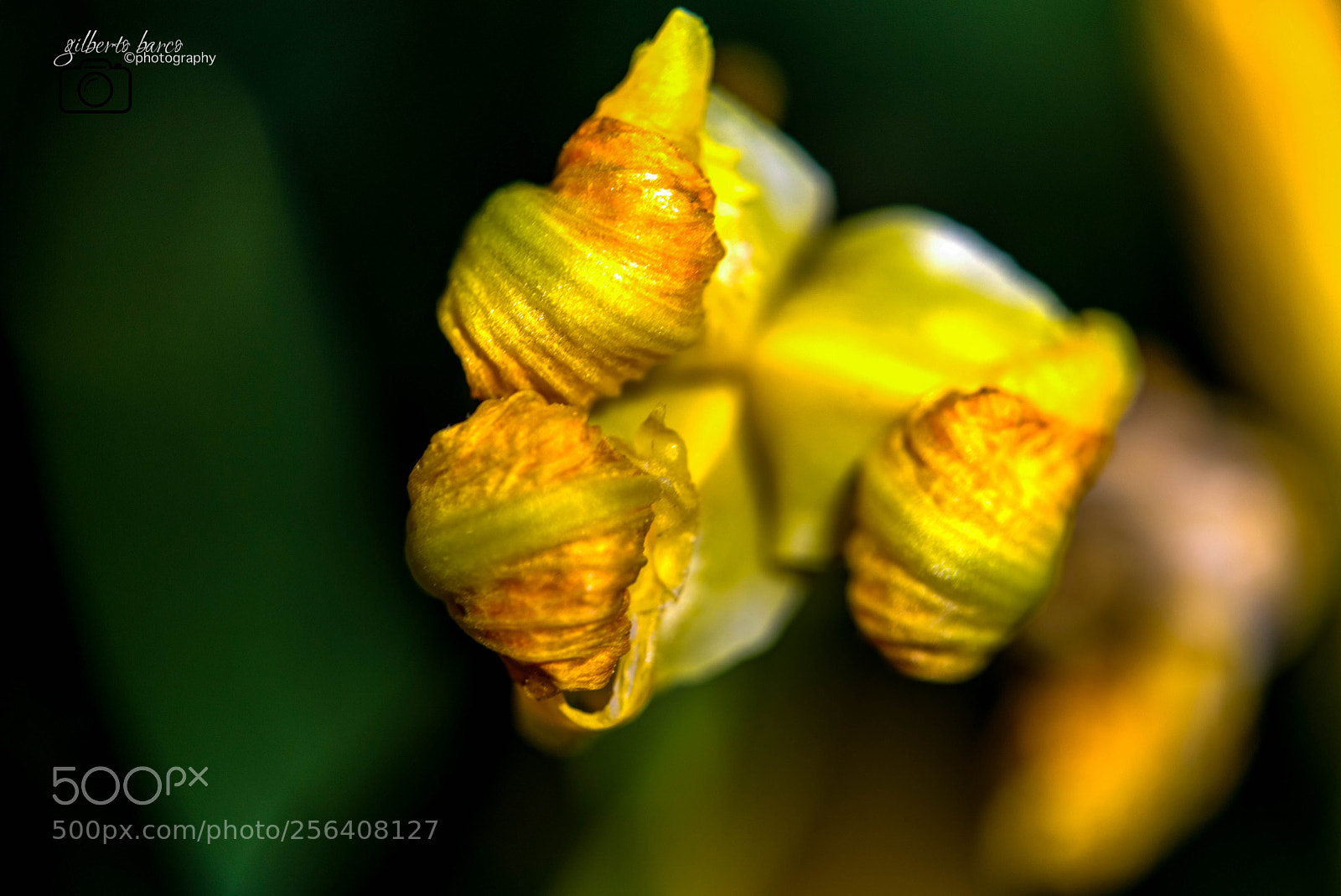 Canon EOS 6D sample photo. Yellow yellow photography