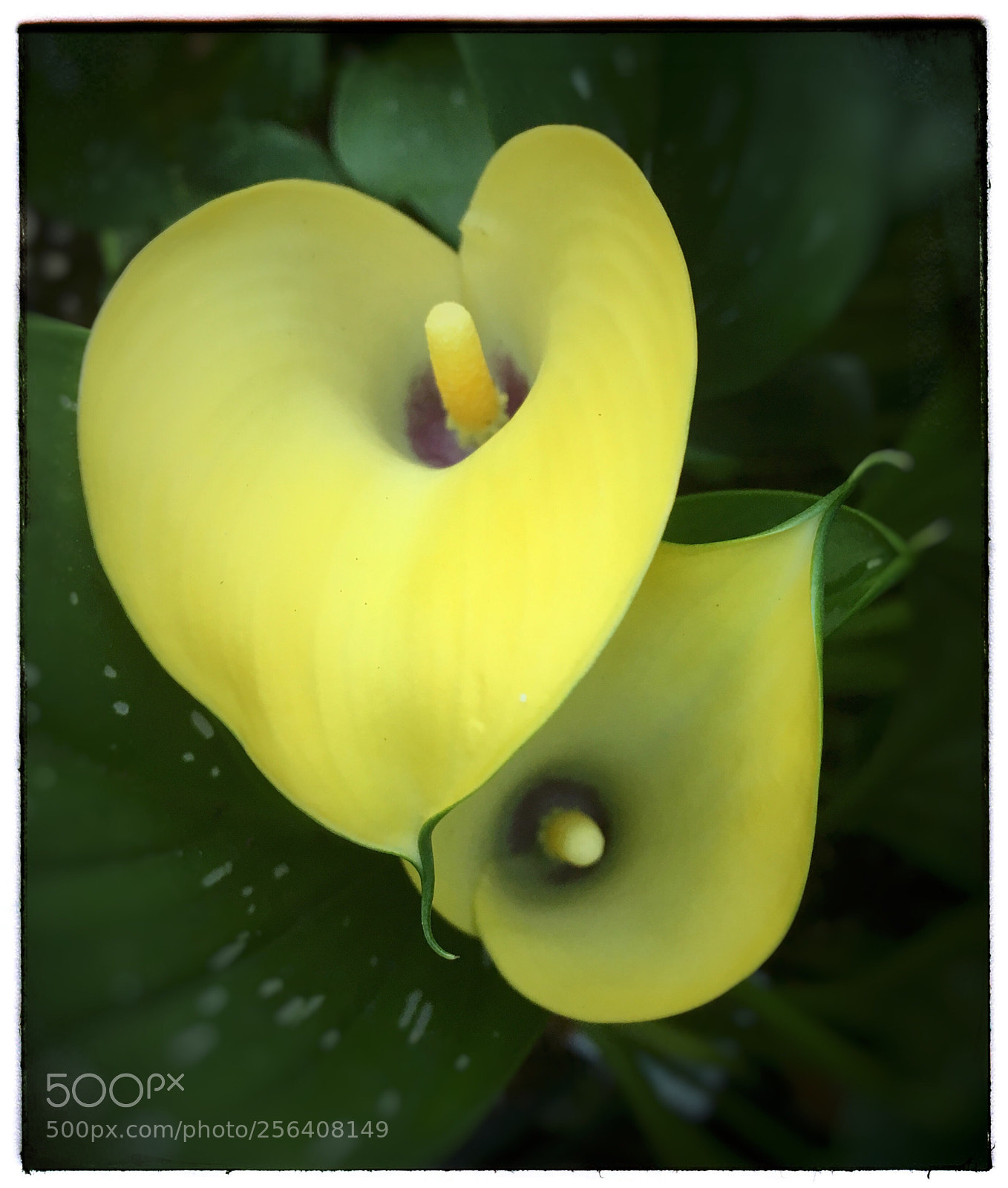 Apple iPhone SE sample photo. Yellow calla lily  photography