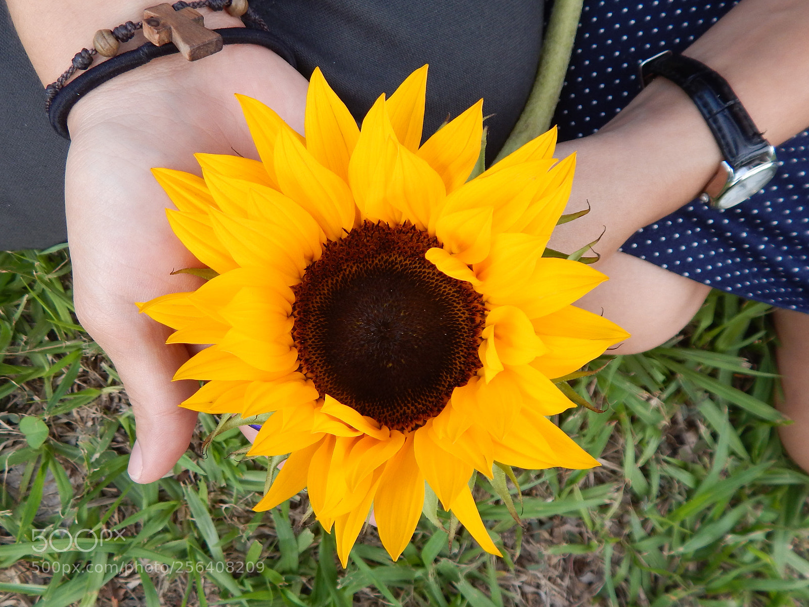 Nikon Coolpix L830 sample photo. The greatest prize photography