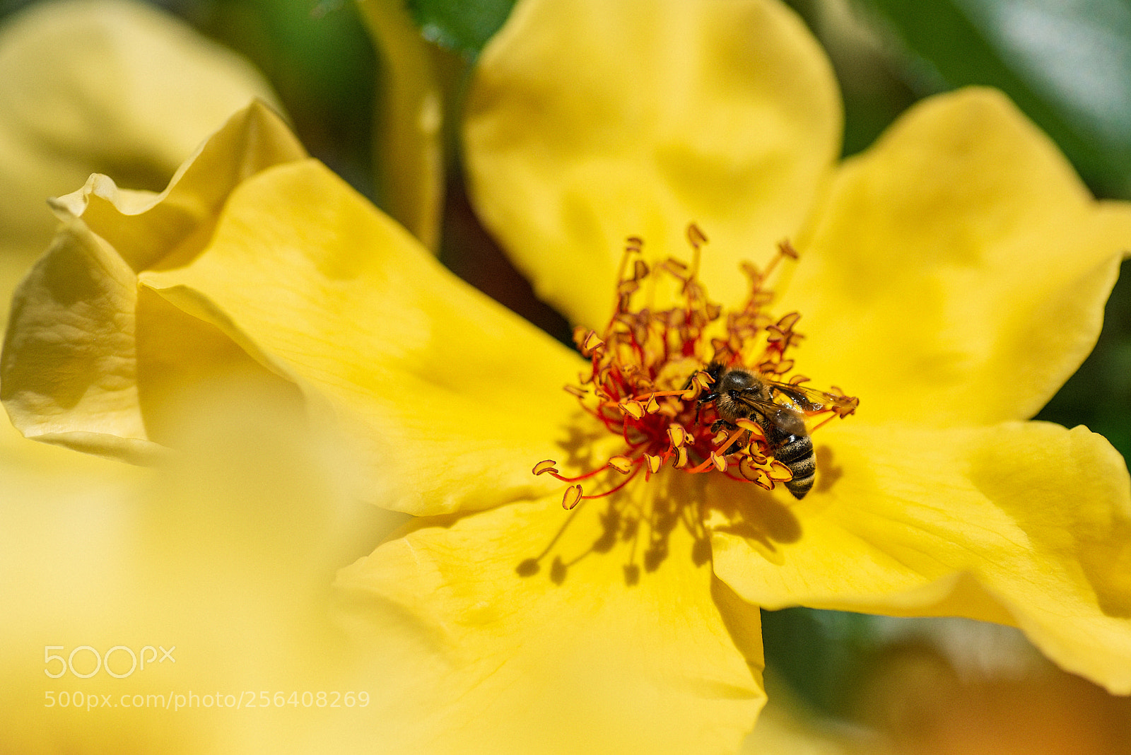 Nikon D750 sample photo. Bee mine photography