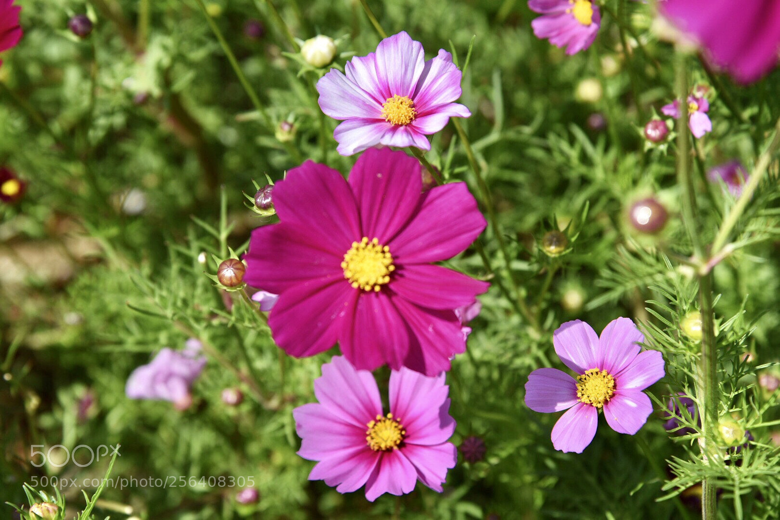 Nikon D750 sample photo. Hong kong (180504) photography