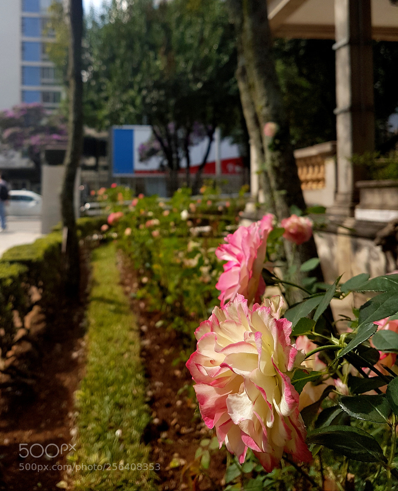 Samsung Galaxy S7 sample photo. Rosas photography