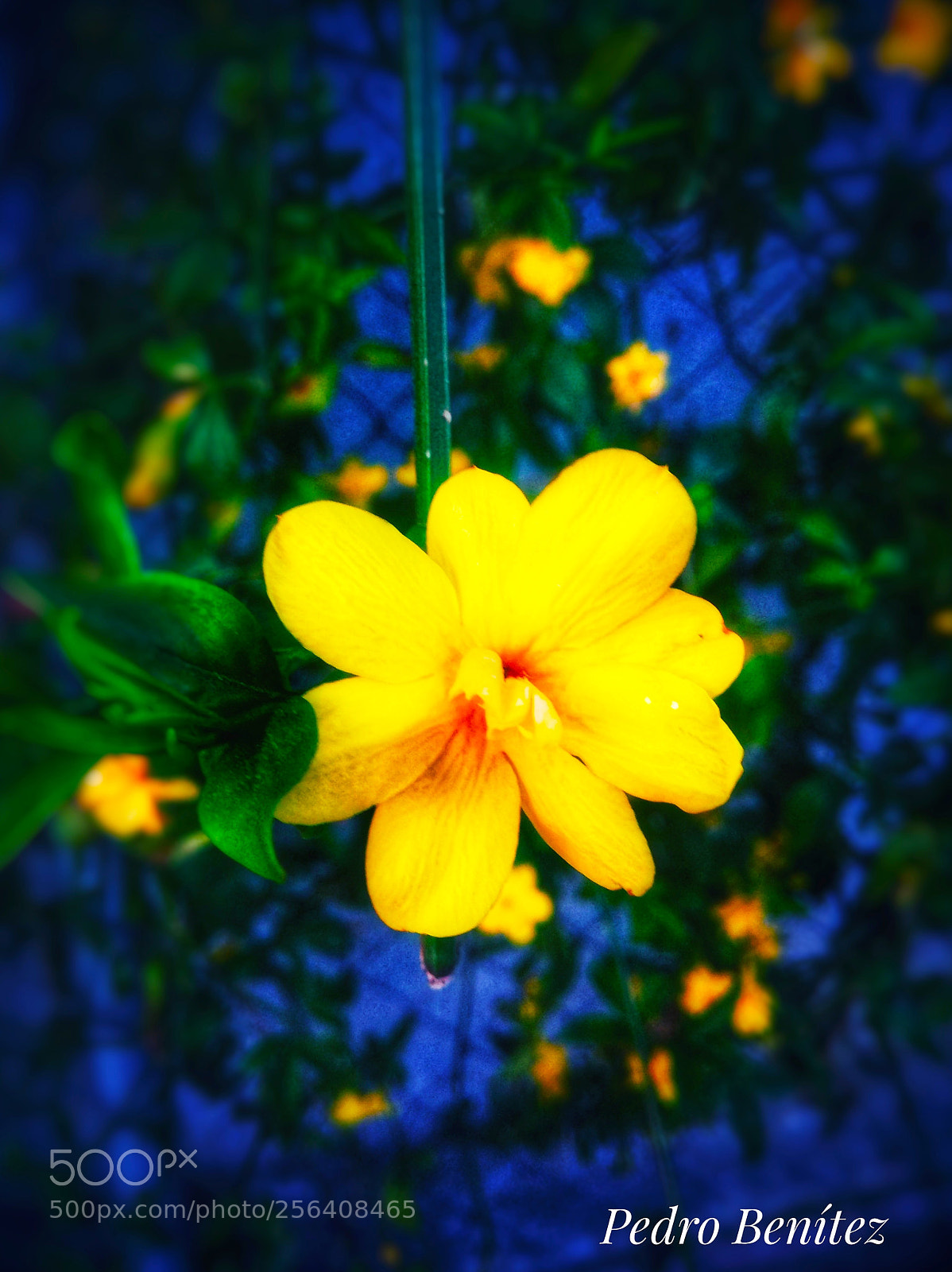 Xiaomi Redmi Note 4 sample photo. Flor photography