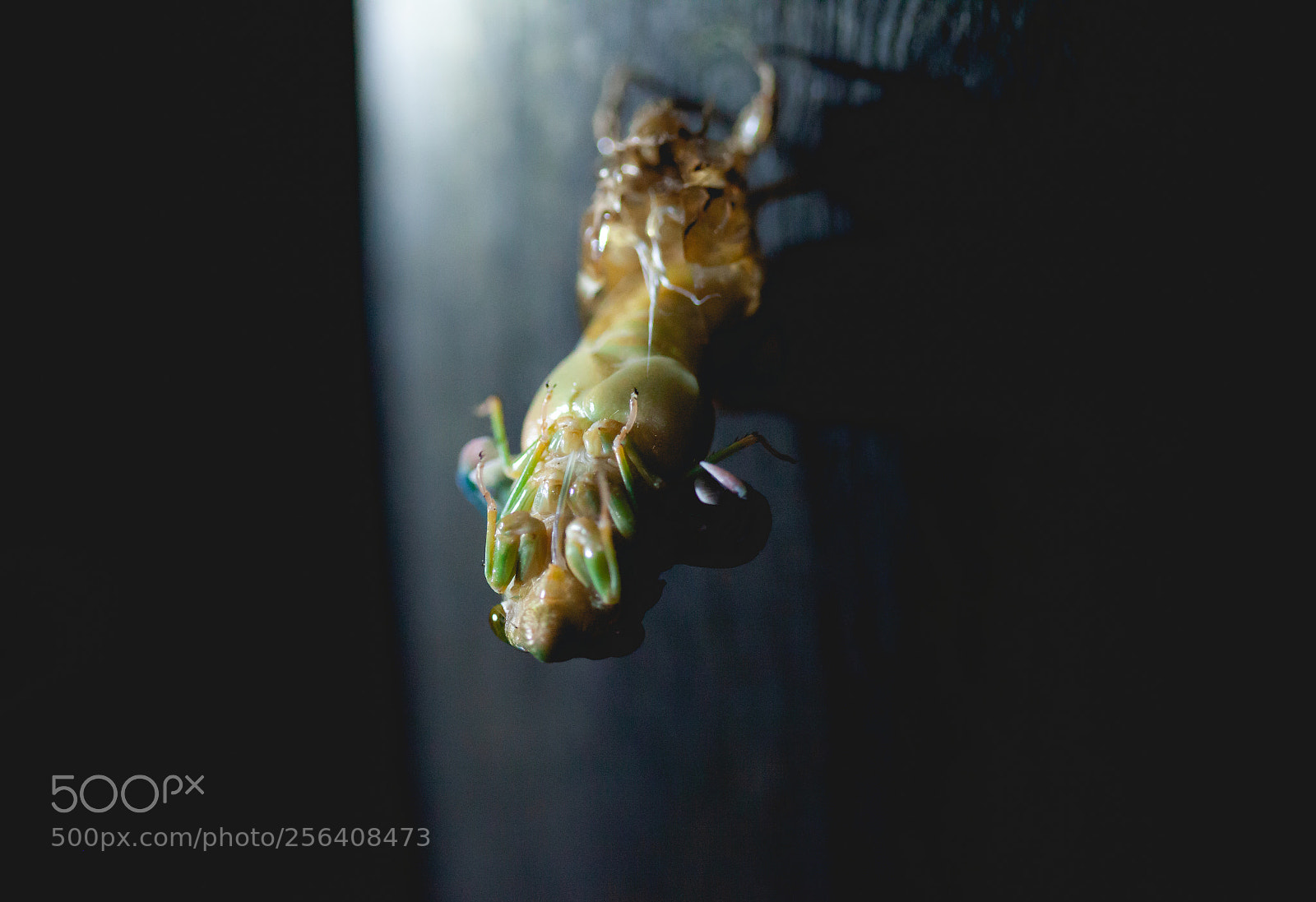 Canon EOS 5D Mark II sample photo. Transformation photography