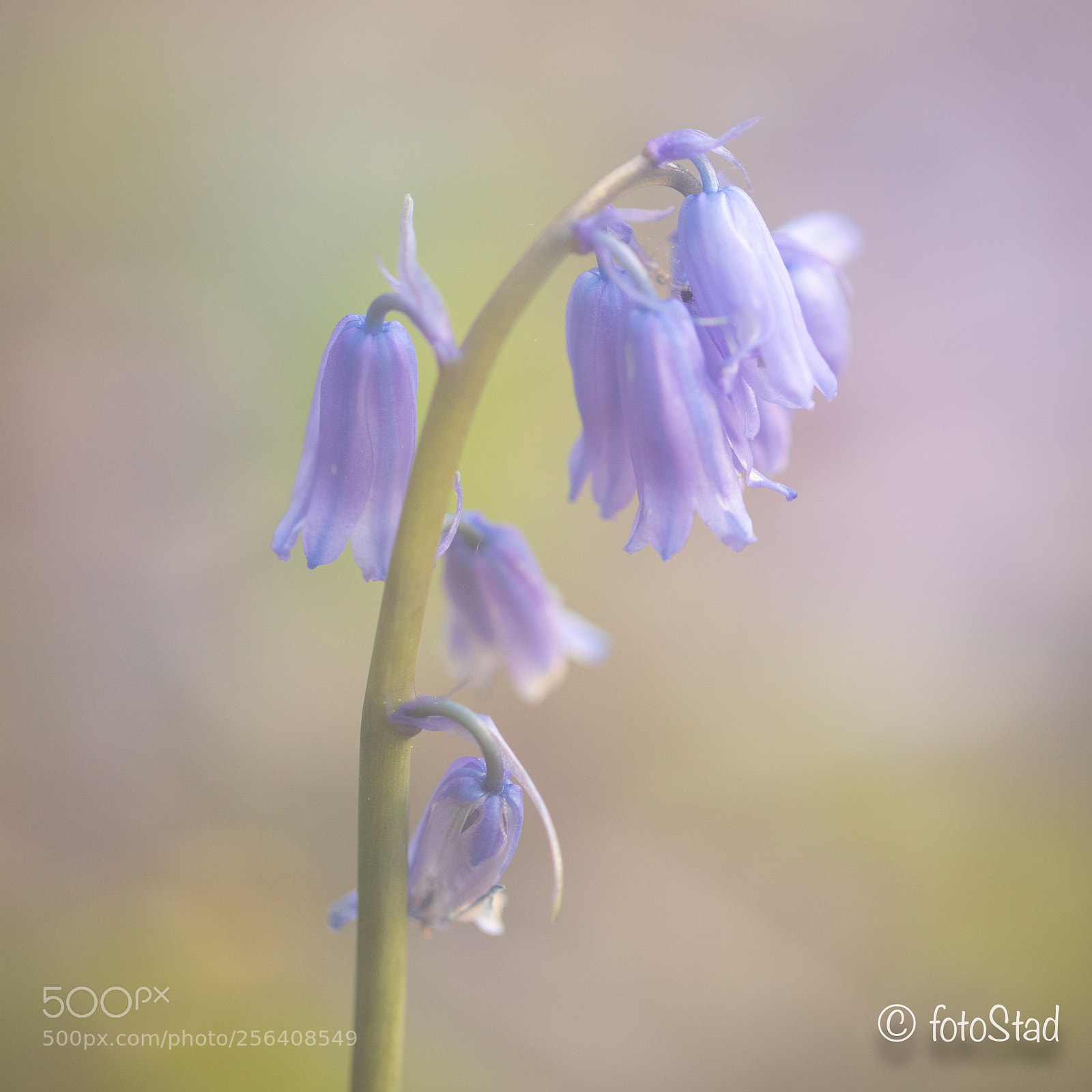 Canon EOS 6D Mark II sample photo. Purplespring photography