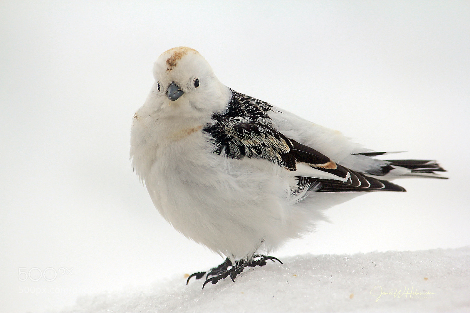 Canon EOS 550D (EOS Rebel T2i / EOS Kiss X4) sample photo. Snow bunting photography
