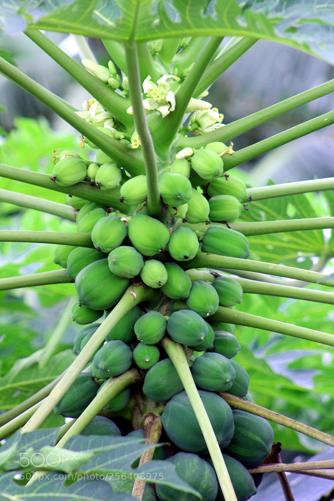 Canon EOS 1300D (EOS Rebel T6 / EOS Kiss X80) sample photo. Papayas photography