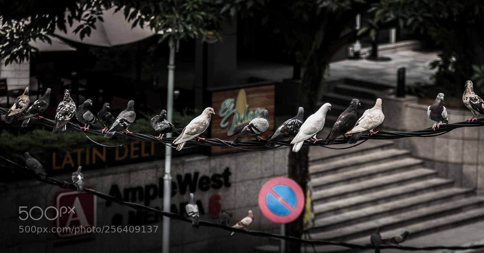 Canon EOS 50D sample photo. Hanging out. photography