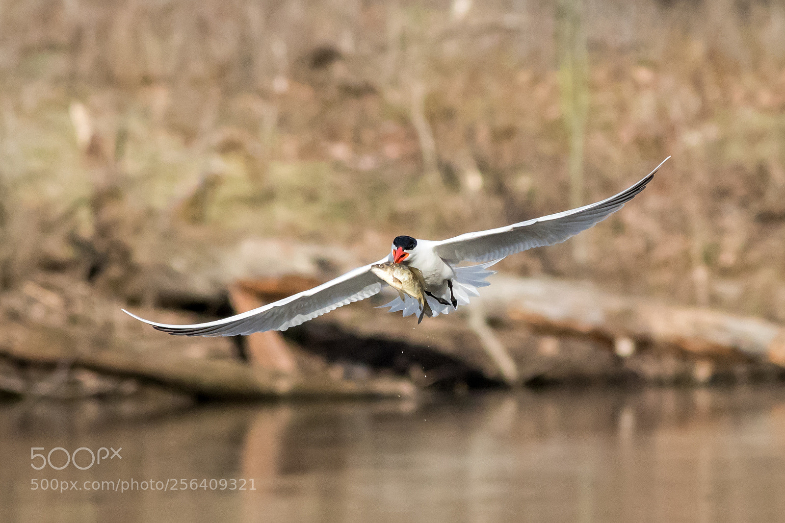 Canon EOS 7D Mark II sample photo. Tern catch fish photography