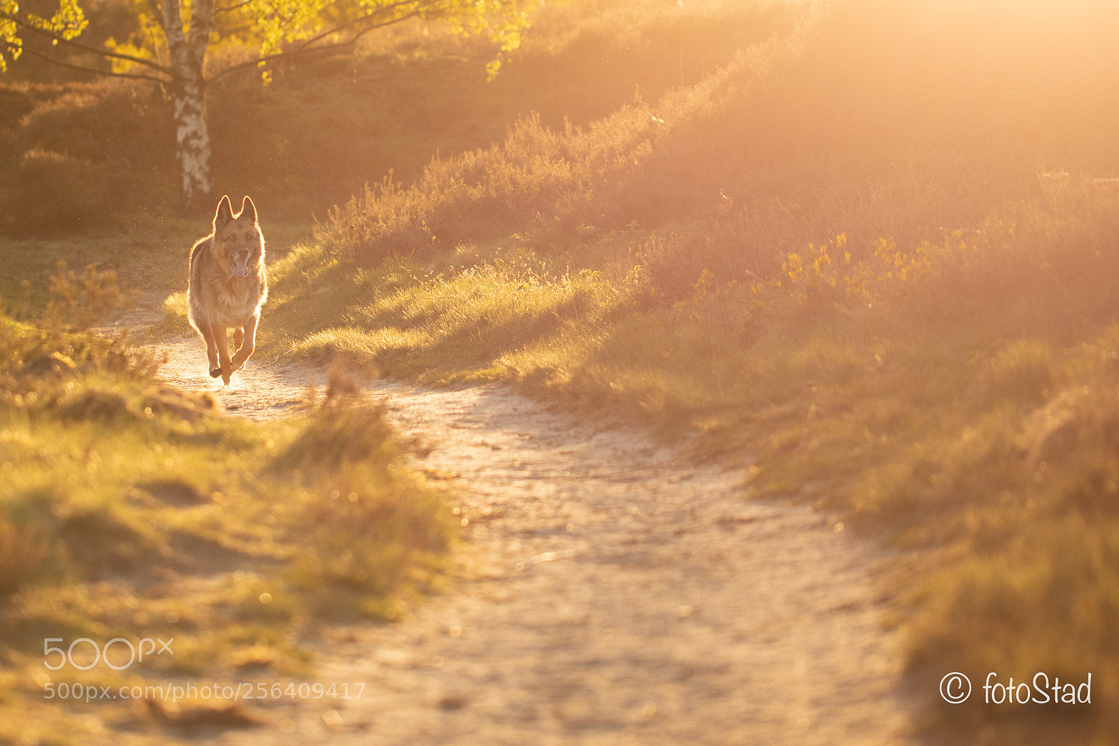 Canon EOS 6D Mark II sample photo. Golden run photography