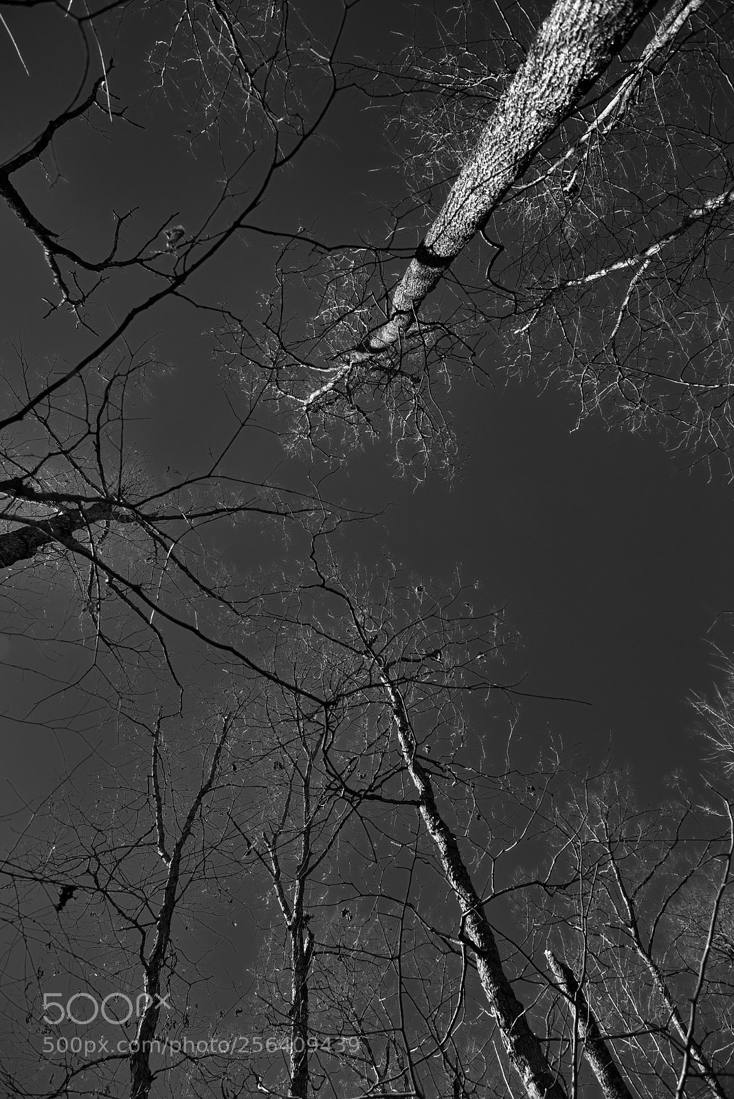 Nikon D800E sample photo. Trees all around and photography