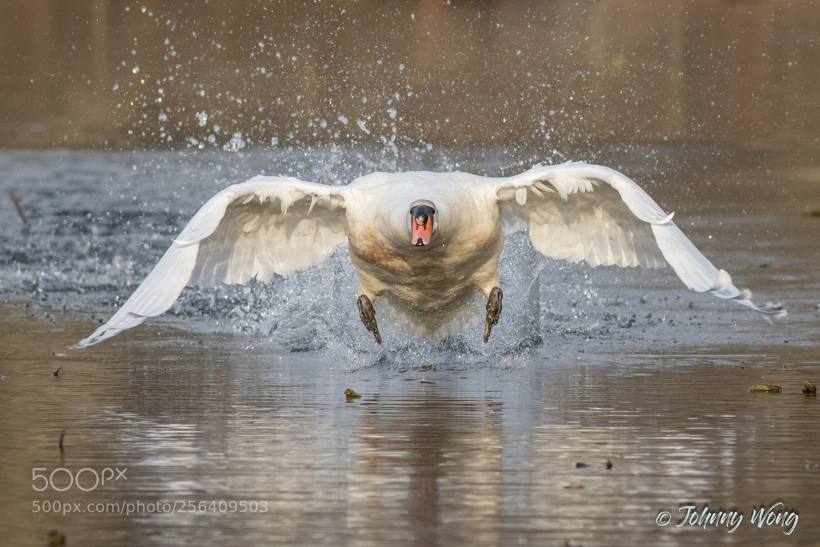 Canon EOS 7D Mark II sample photo. Swan go go go........ photography