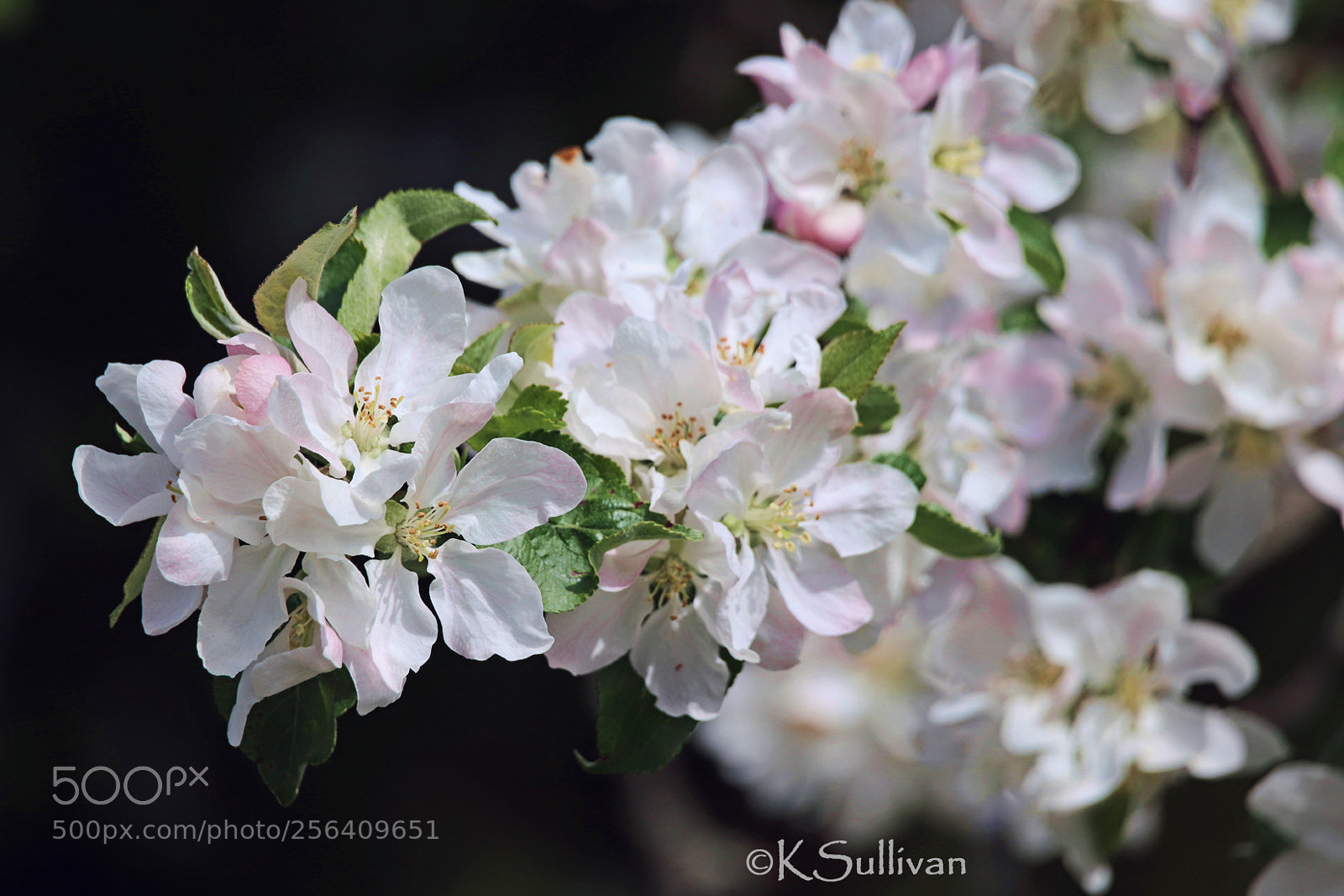 Canon EOS 77D (EOS 9000D / EOS 770D) sample photo. Beautiful to the end photography