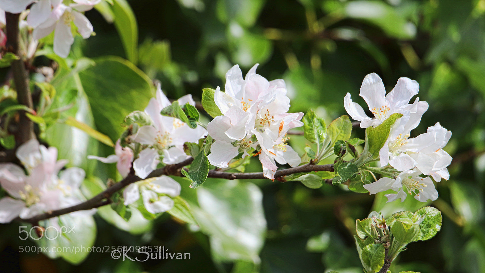 Canon EOS 77D (EOS 9000D / EOS 770D) sample photo. A whisper of white photography