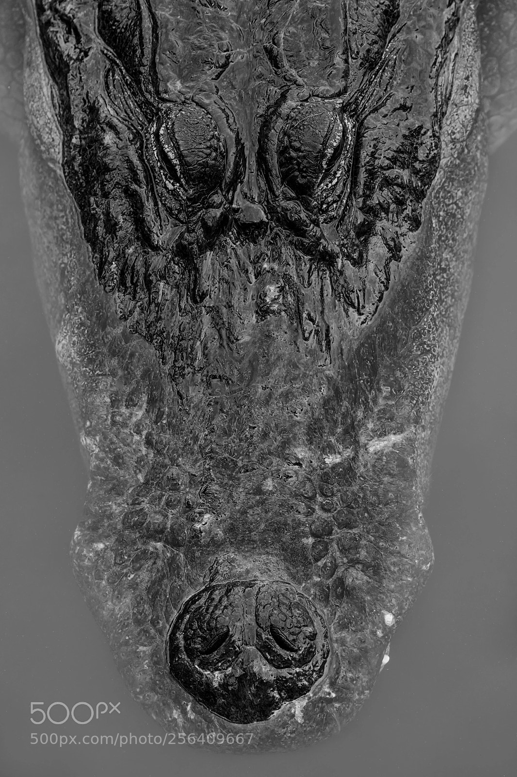 Nikon D850 sample photo. Predator profile... photography