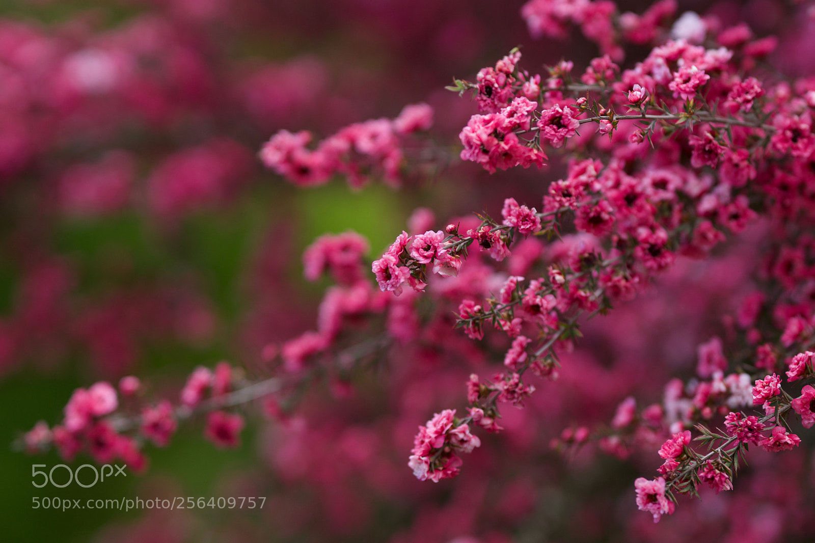 Sony a6000 sample photo. Full bloom photography