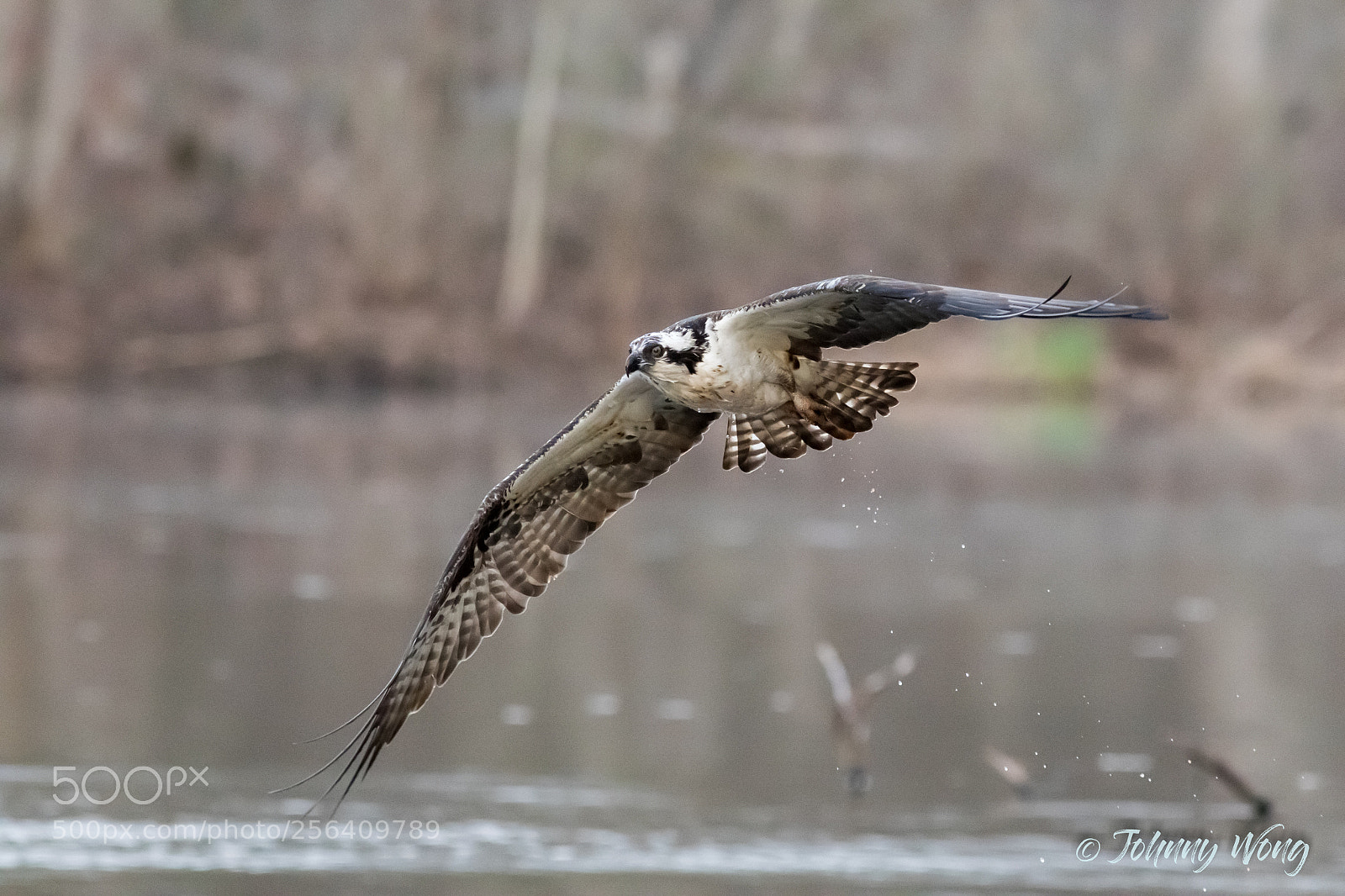 Canon EOS 7D Mark II sample photo. Osprey photography
