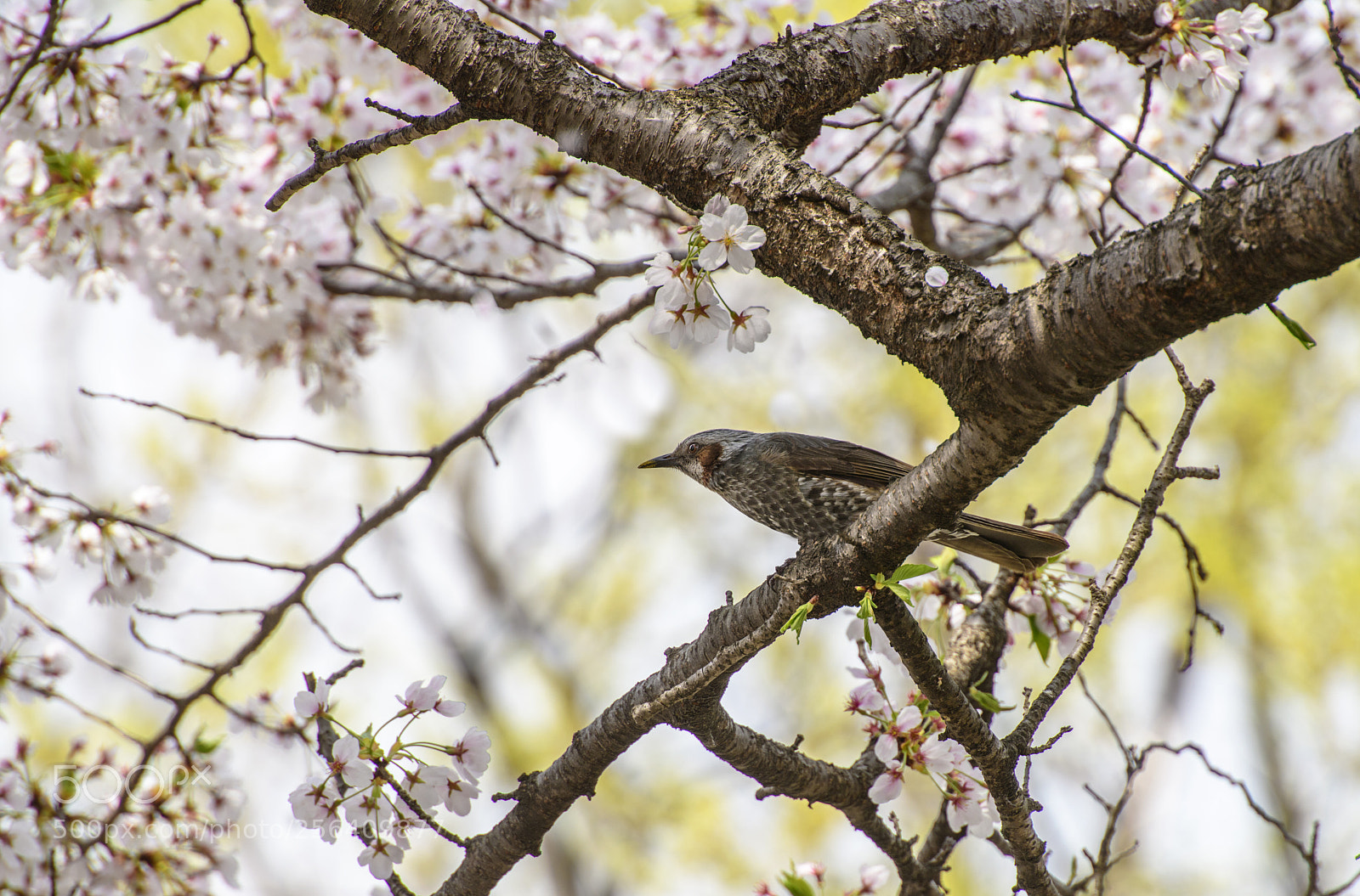 Nikon D850 sample photo. Sakura and bird photography