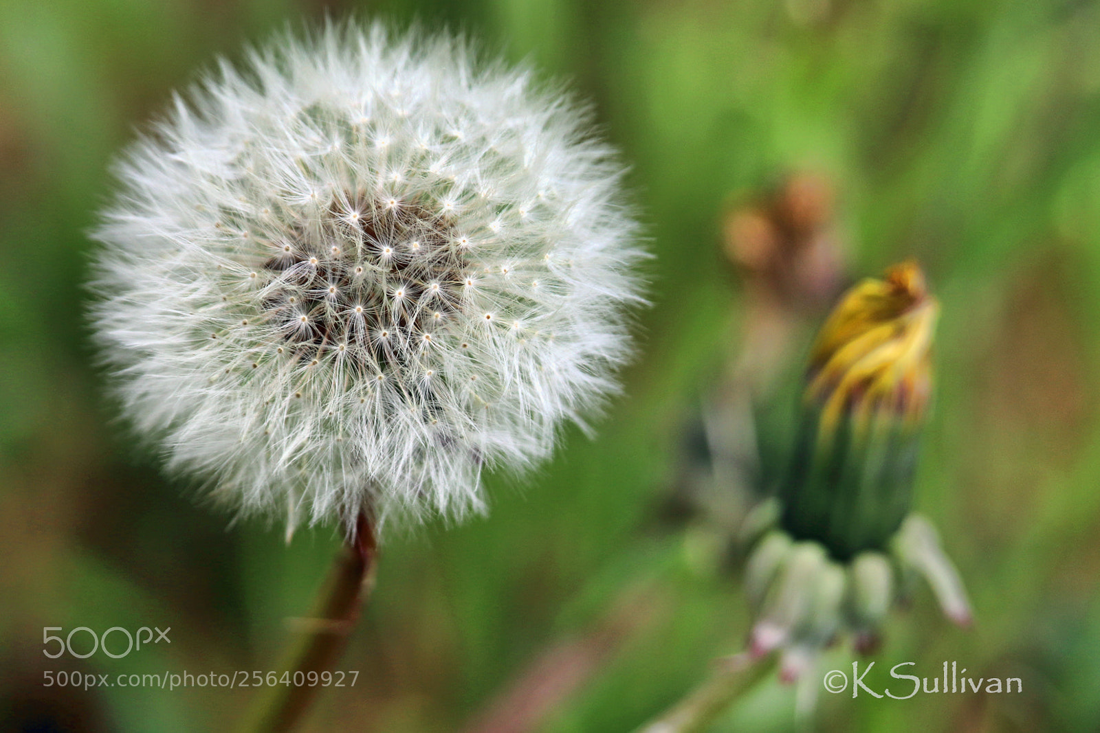 Canon EOS 77D (EOS 9000D / EOS 770D) sample photo. And going... photography