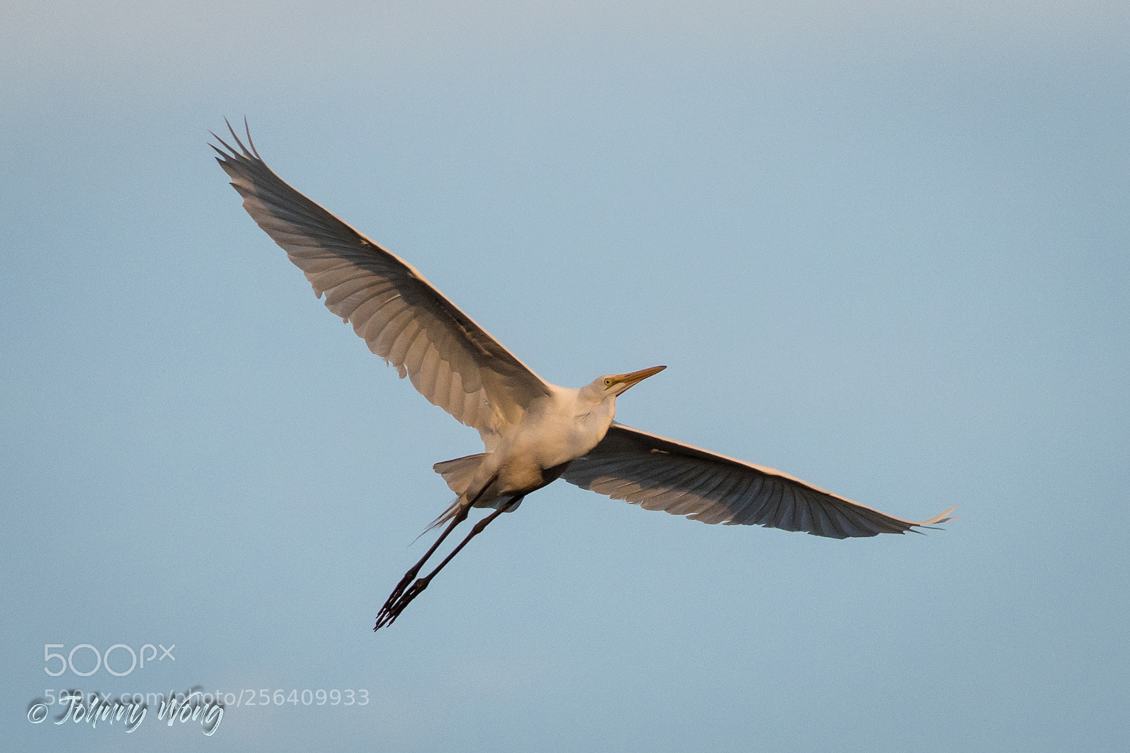 Canon EOS 7D Mark II sample photo. Great egret photography