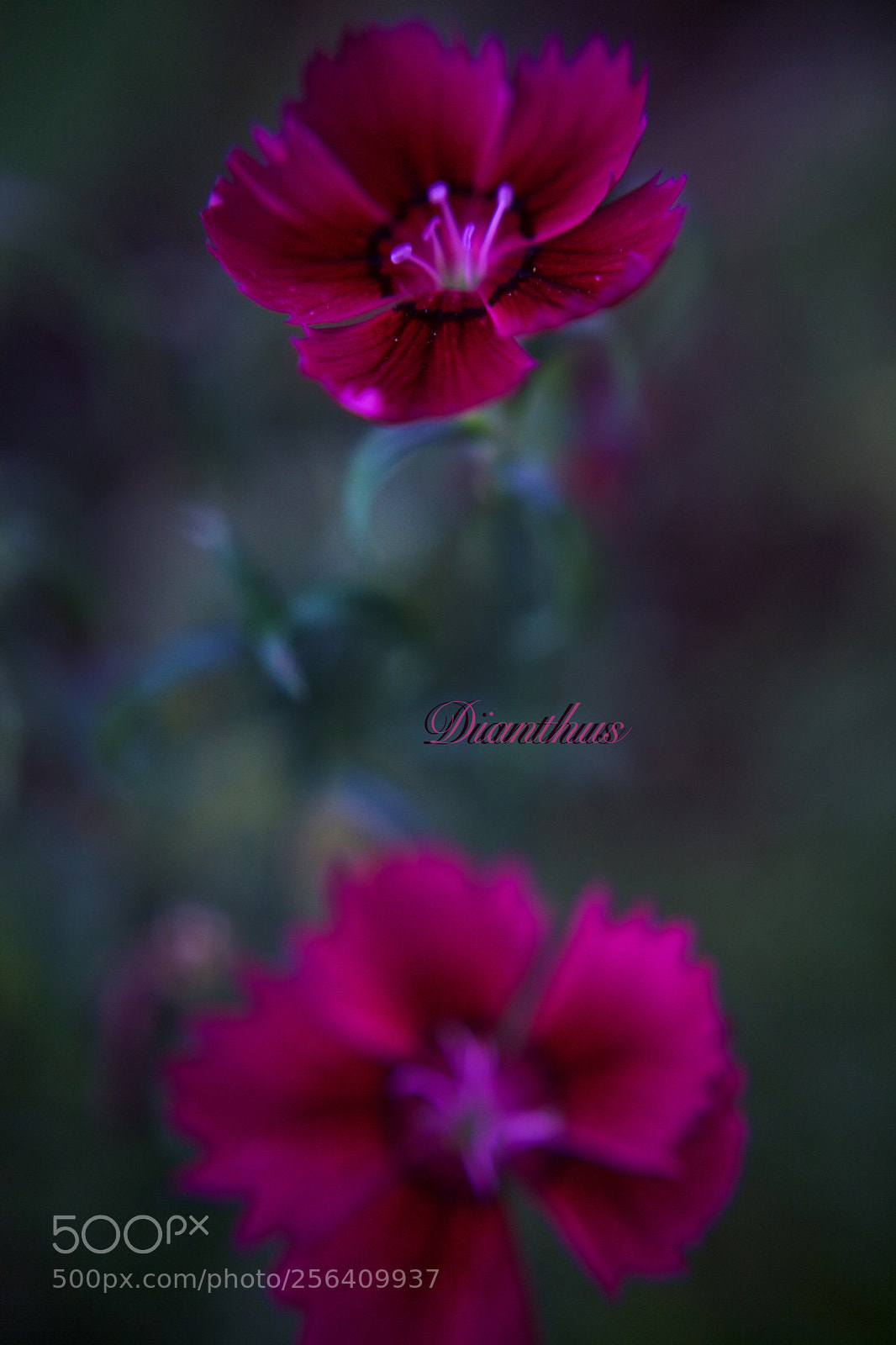 Canon EOS 5D Mark II sample photo. ^dianthus^ photography
