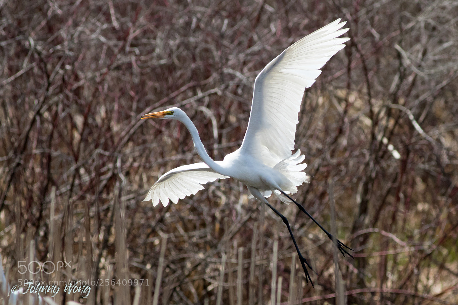 Canon EOS 7D Mark II sample photo. Great egret photography