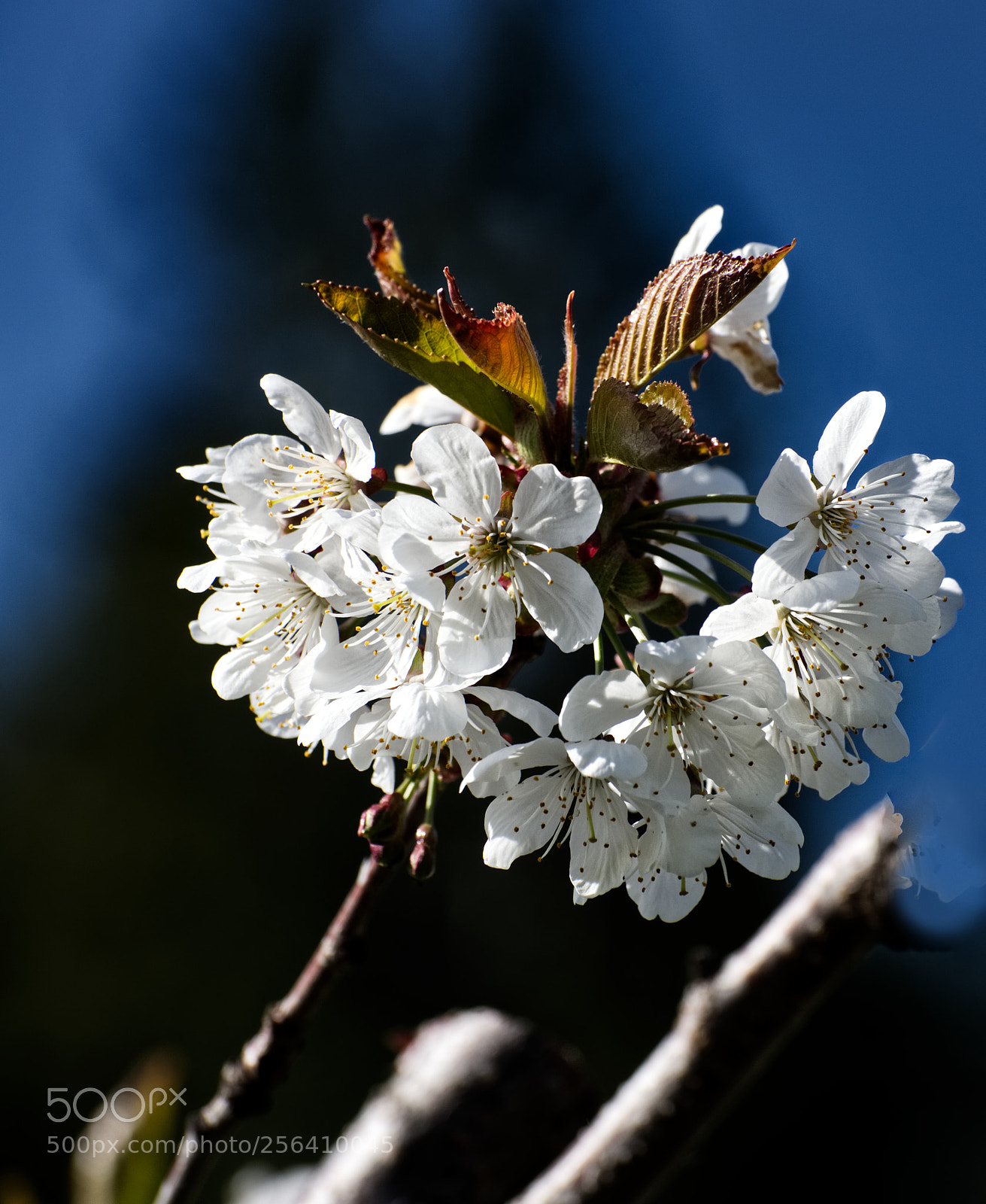 Nikon D810 sample photo. Cherry blossom in morning's photography