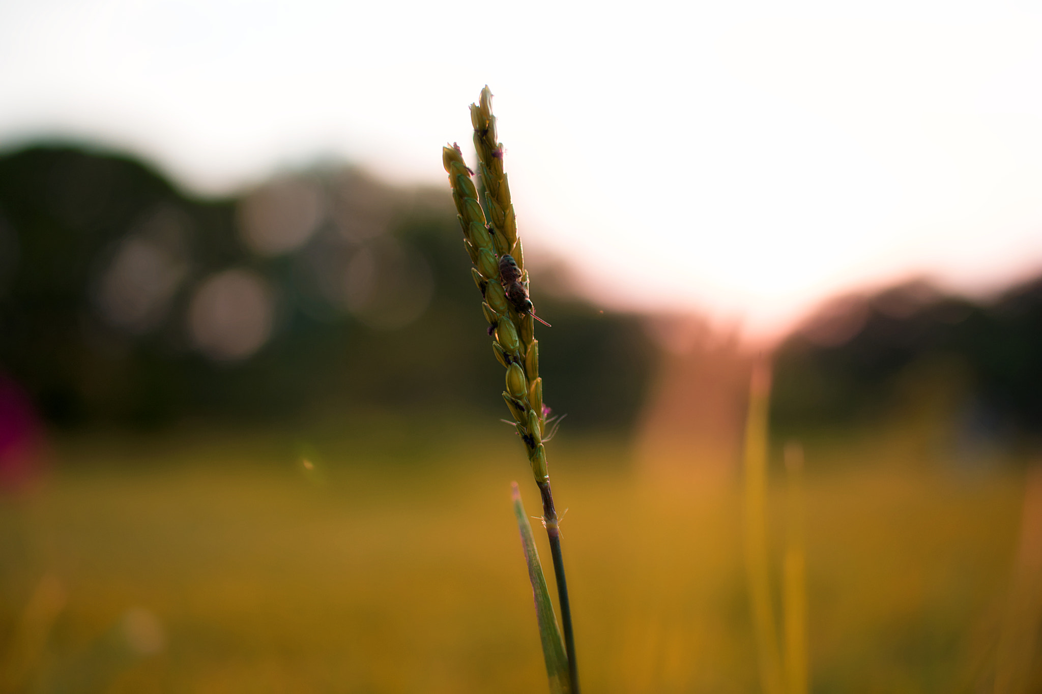 Canon EF-S 24mm F2.8 STM sample photo. Golden hour wheat. photography