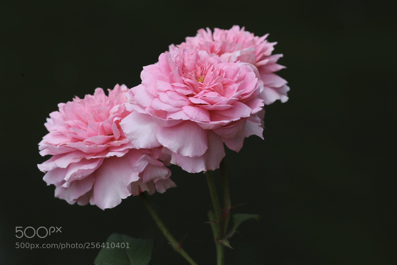 Canon EOS 5D Mark IV sample photo. 月季 photography