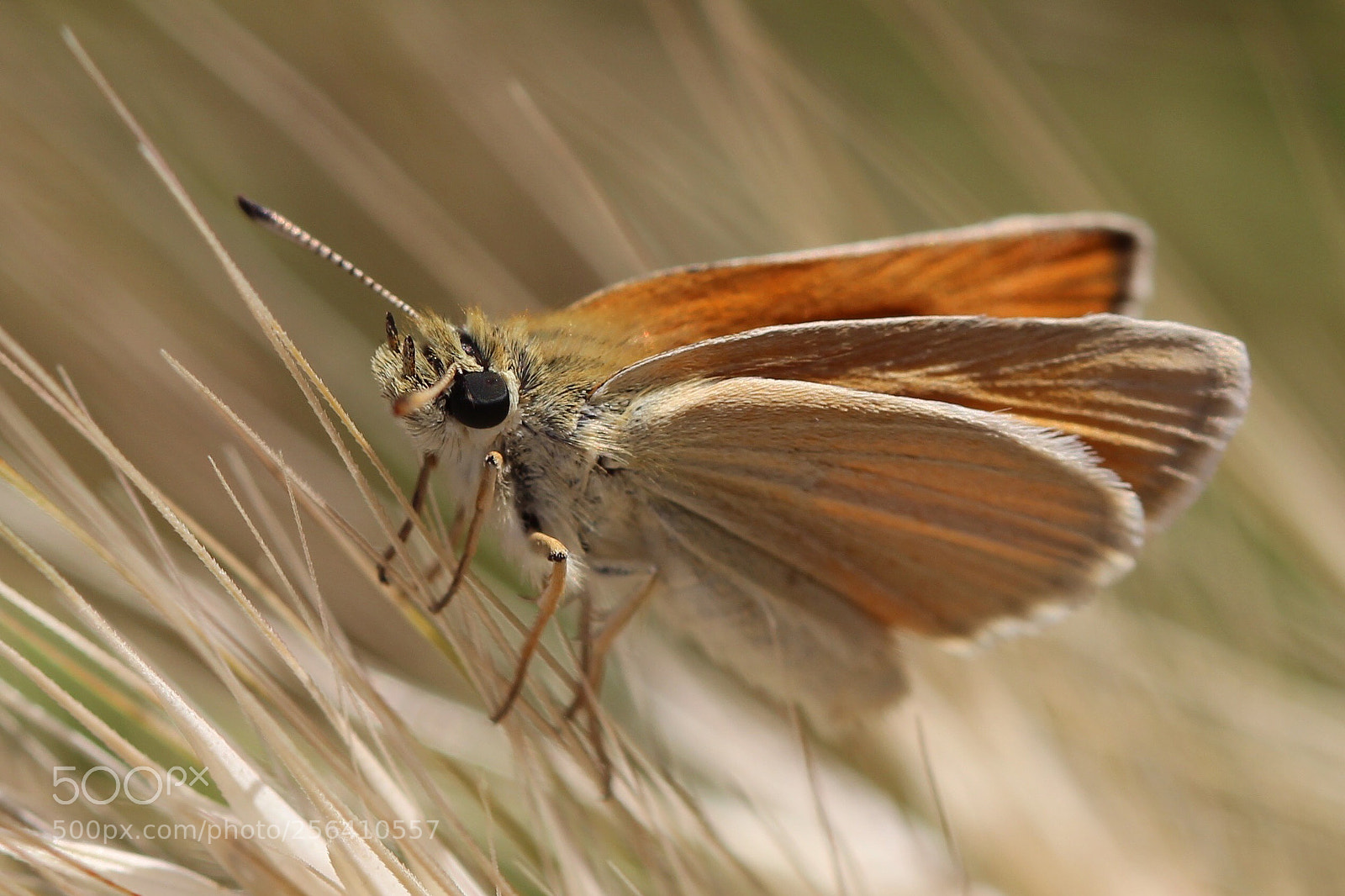 Canon EOS 600D (Rebel EOS T3i / EOS Kiss X5) sample photo. Eyes of skipper butterfly  photography