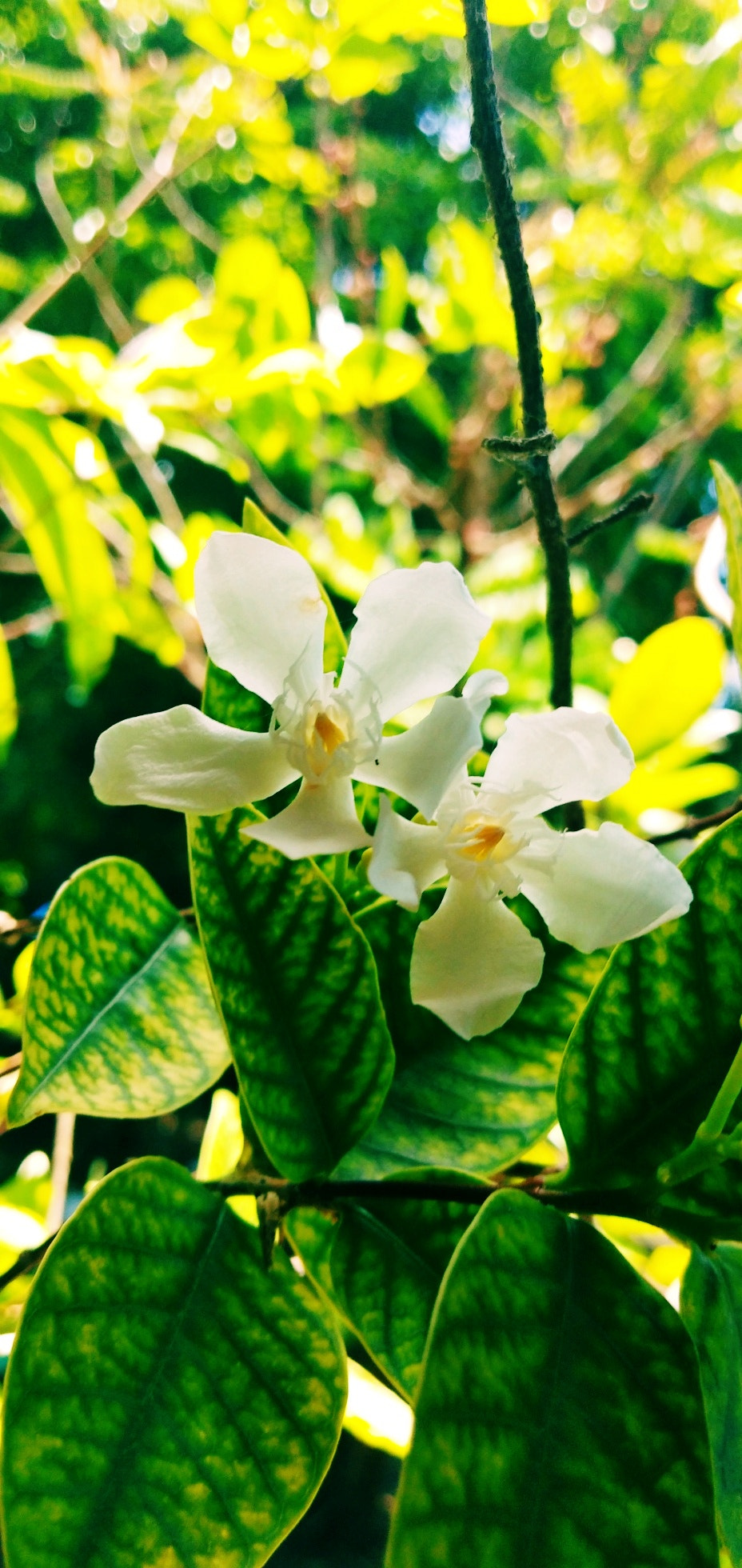 vivo V9 6GB sample photo. Twin angel ii photography
