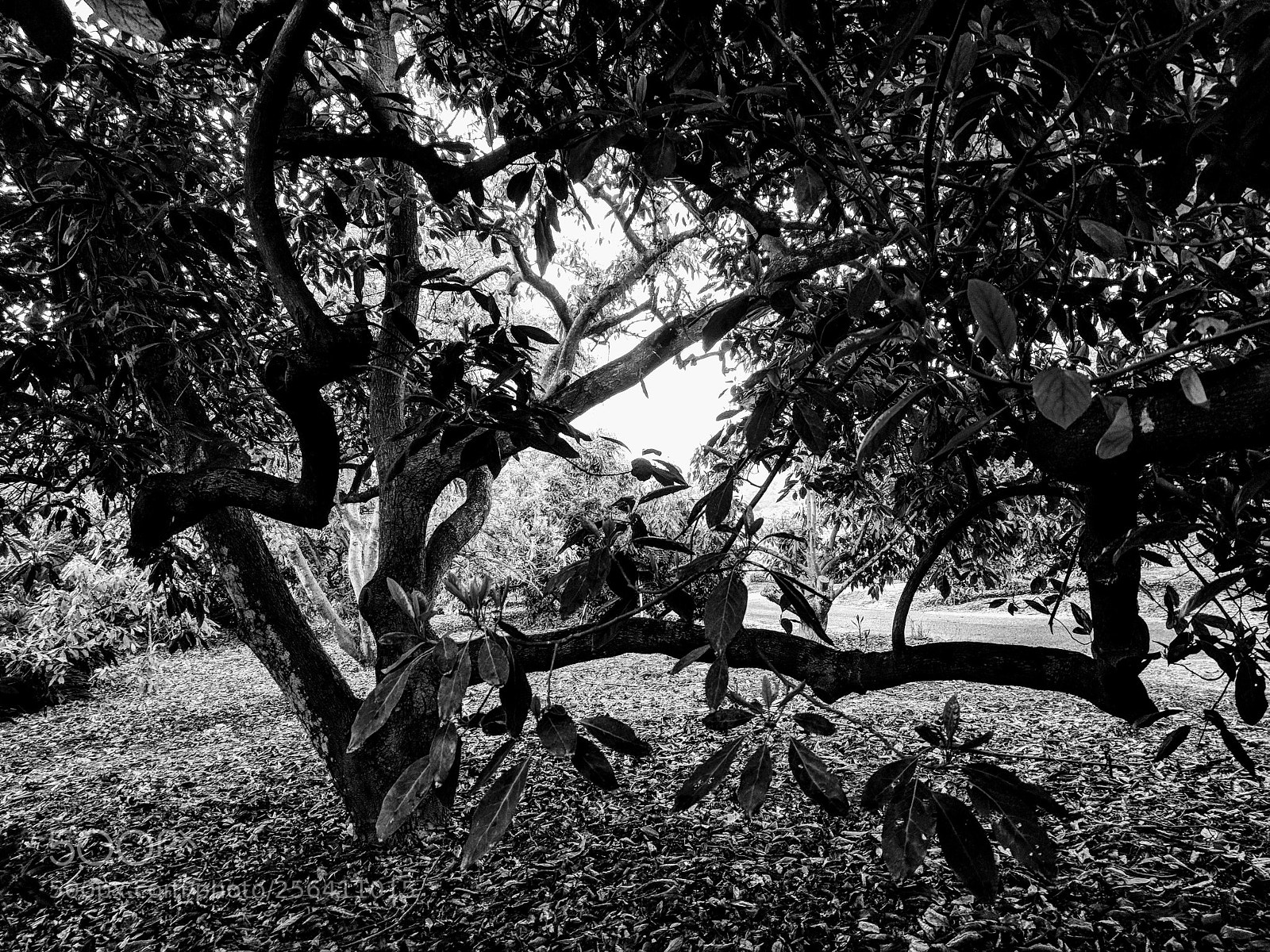 Google Pixel sample photo. Bent-tree.jpg photography