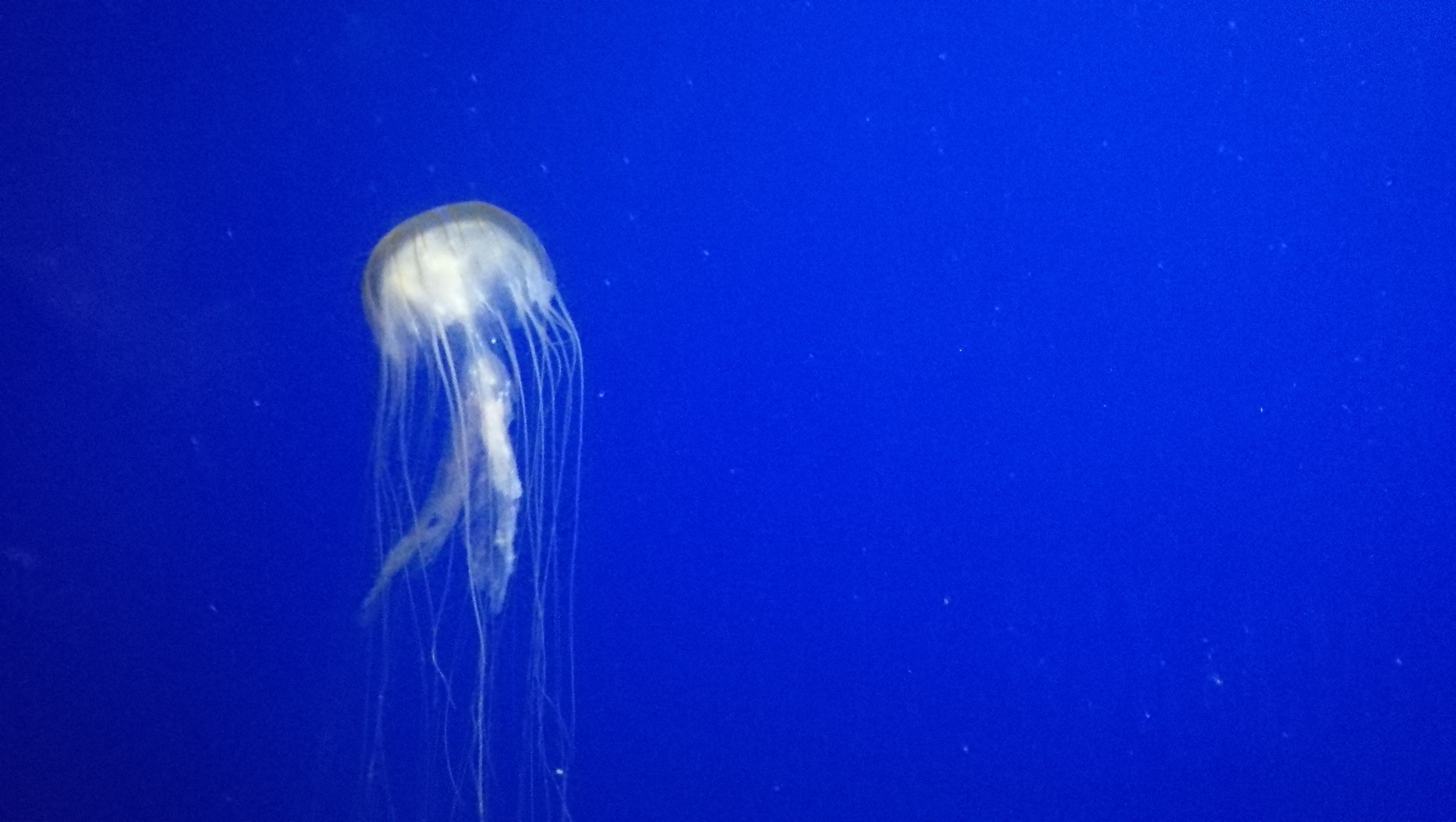 HUAWEI Honor 8 sample photo. Dance with the jelly photography