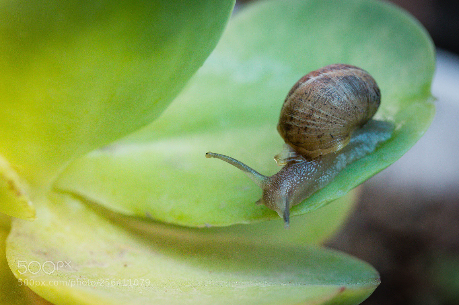 Canon EOS 70D sample photo. Snail photography