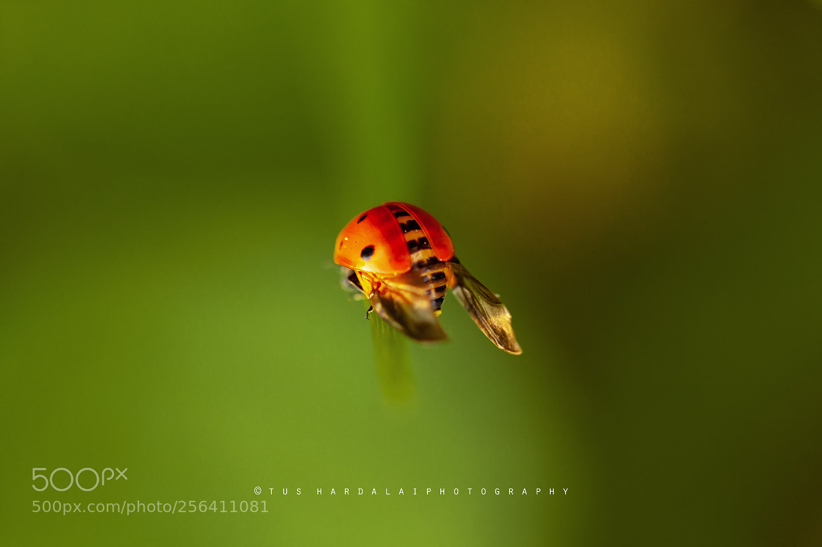 Canon EOS 50D sample photo. Beauty of ladybug photography