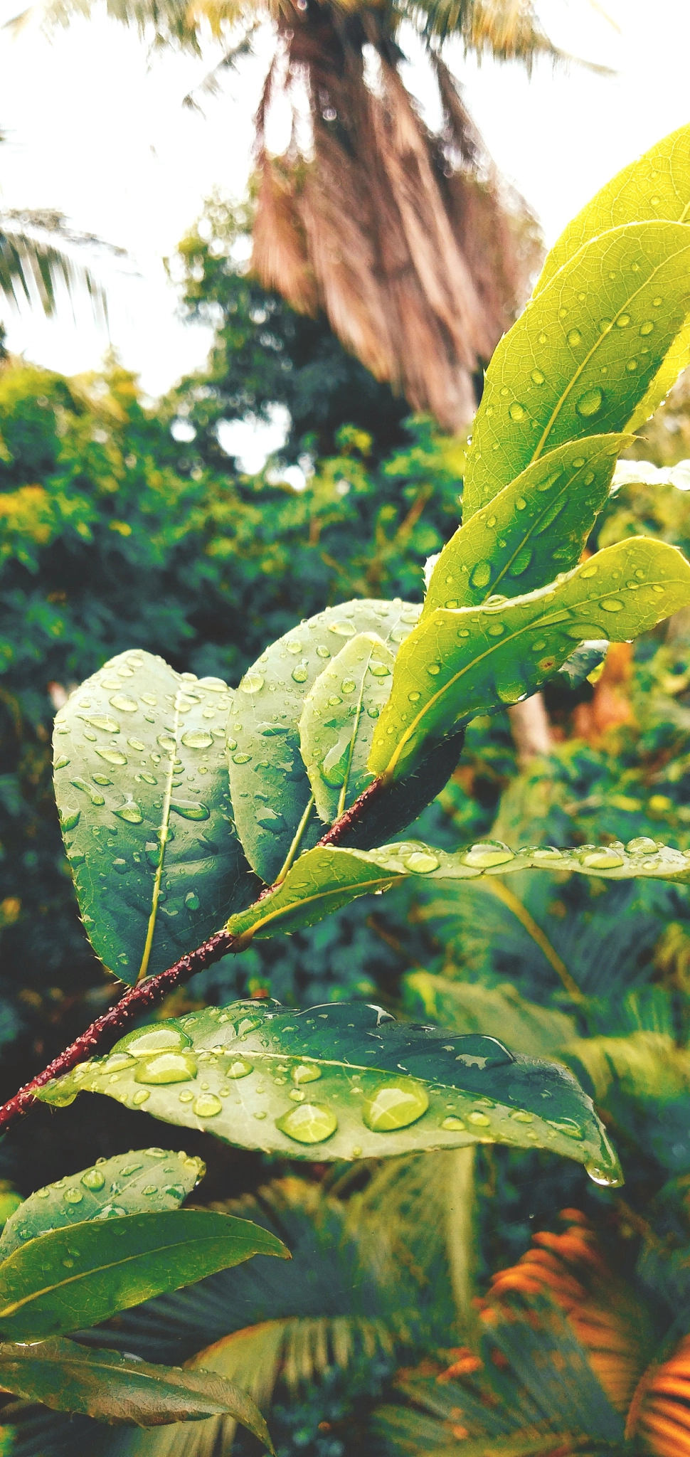 vivo V9 6GB sample photo. Verdant i photography