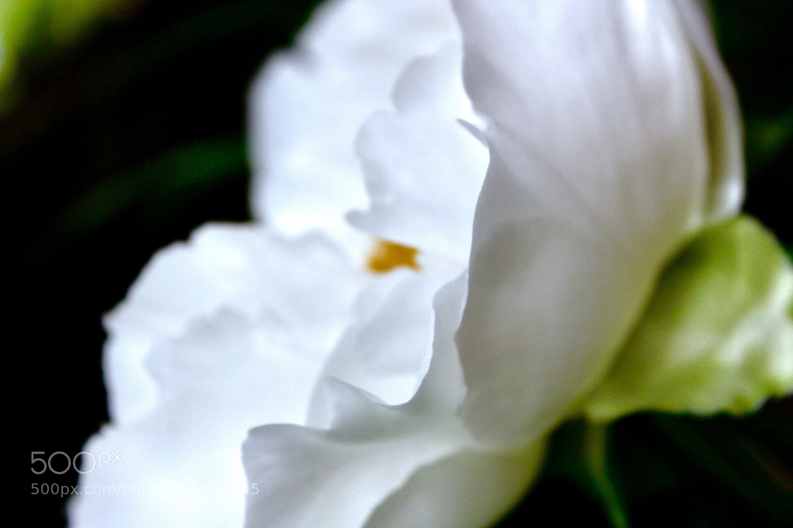 Canon EOS 50D sample photo. White peony photography