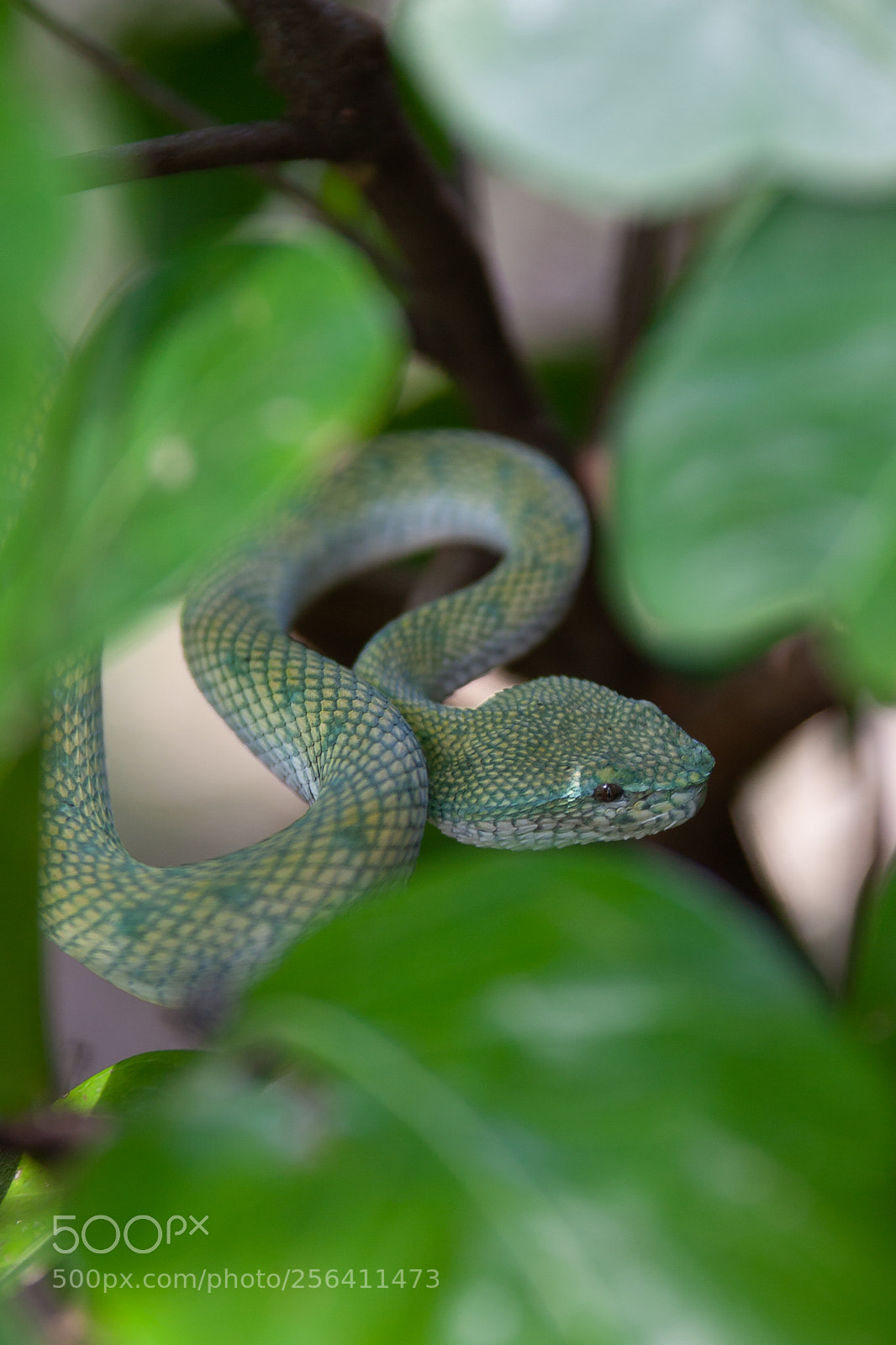 Canon EOS 5D Mark II sample photo. Pit viper photography