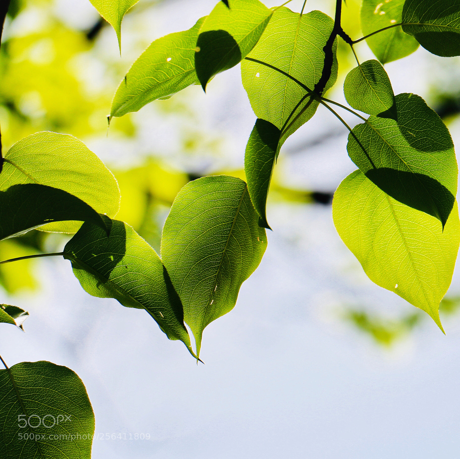 Canon EOS 70D sample photo. Untitled photography