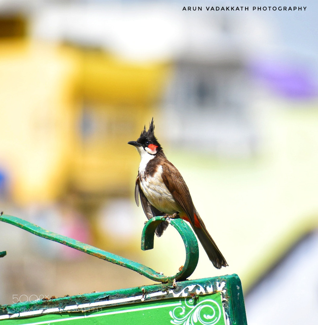 Nikon D3400 sample photo. The red whiskered bulbul photography