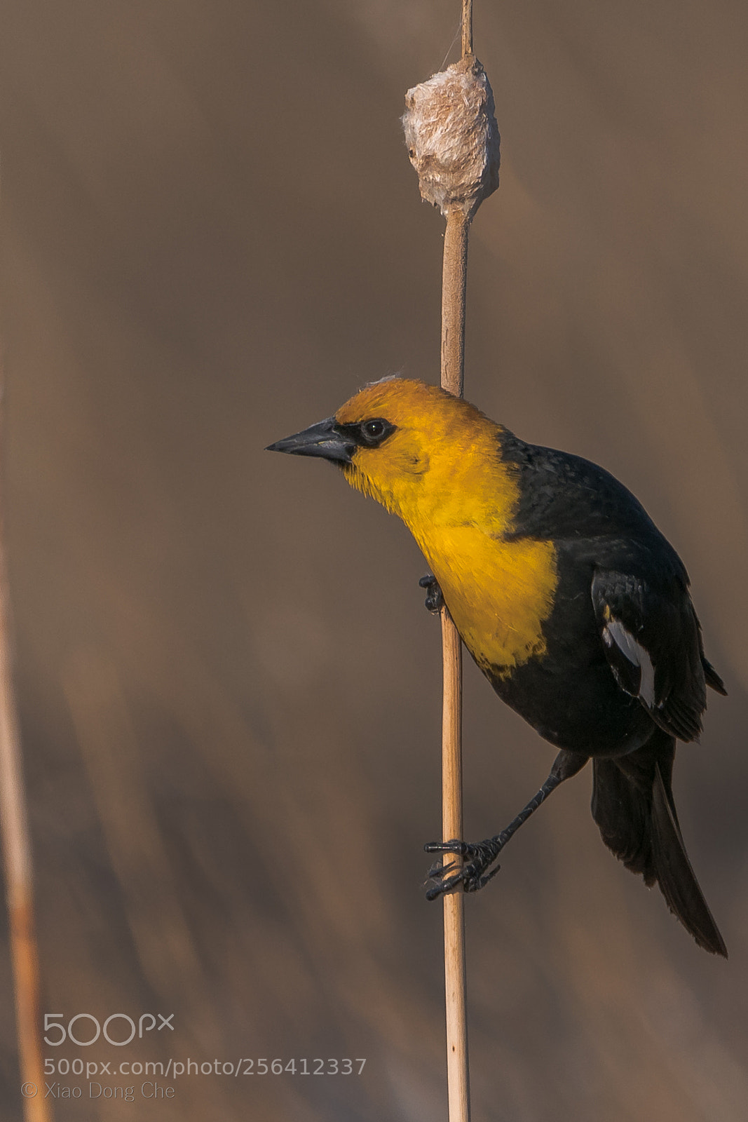 Sony a9 sample photo. Yellow-headed blackbird photography