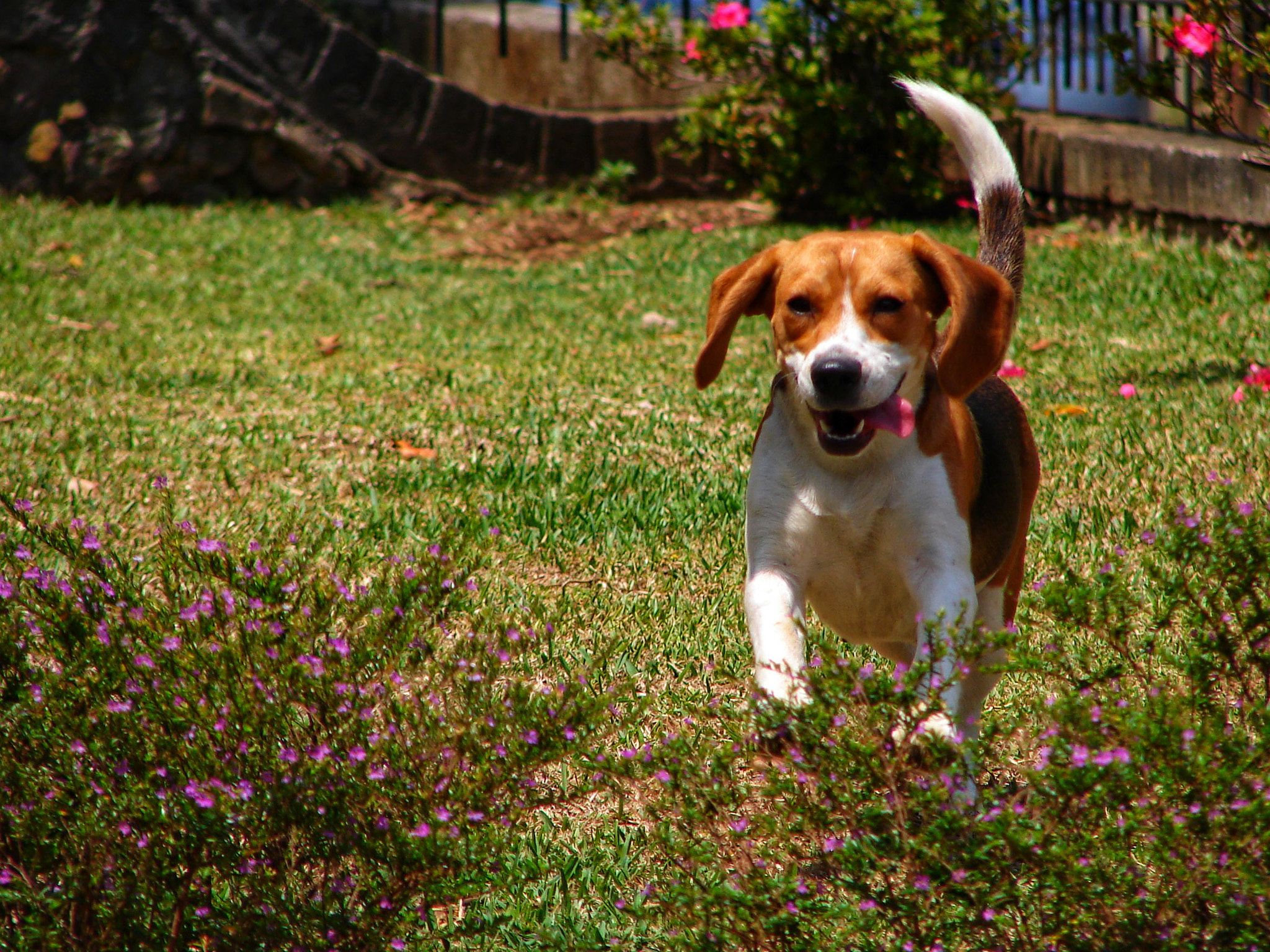 Sony DSC-H1 sample photo. Snapshot of joy (when you call my name) photography