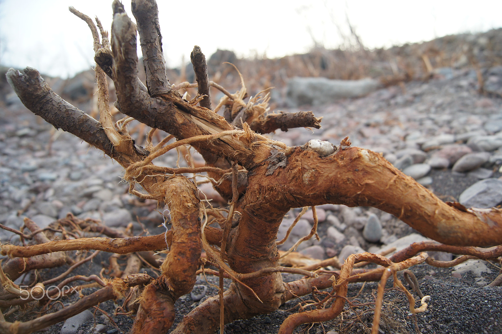 Sony SLT-A33 sample photo. Washed up photography