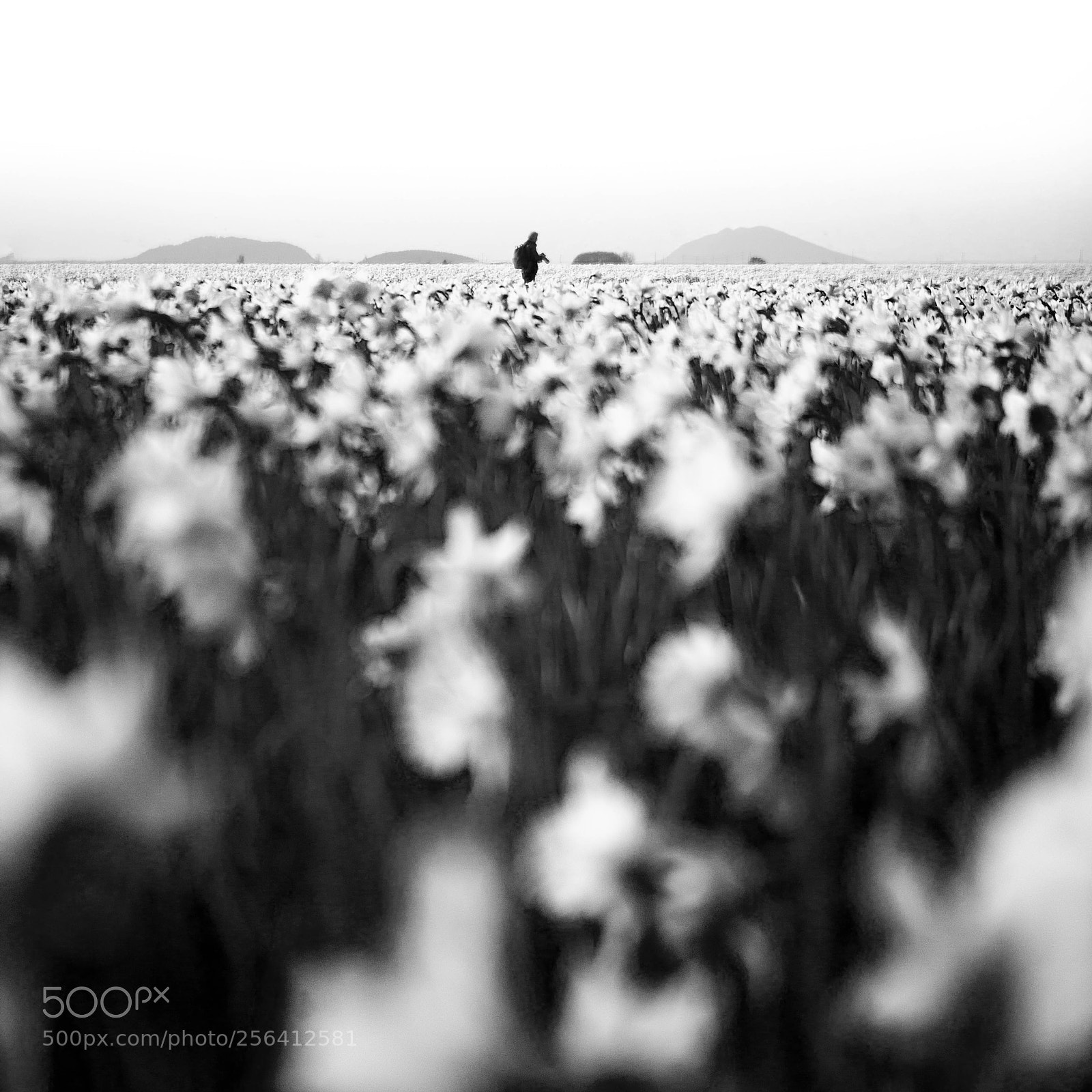 Canon EOS 5D Mark II sample photo. Dreamy daffodil field photography