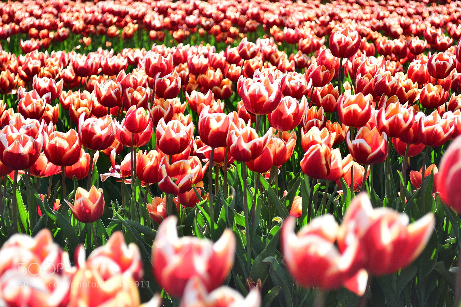 Nikon D5200 sample photo. #0012 photography