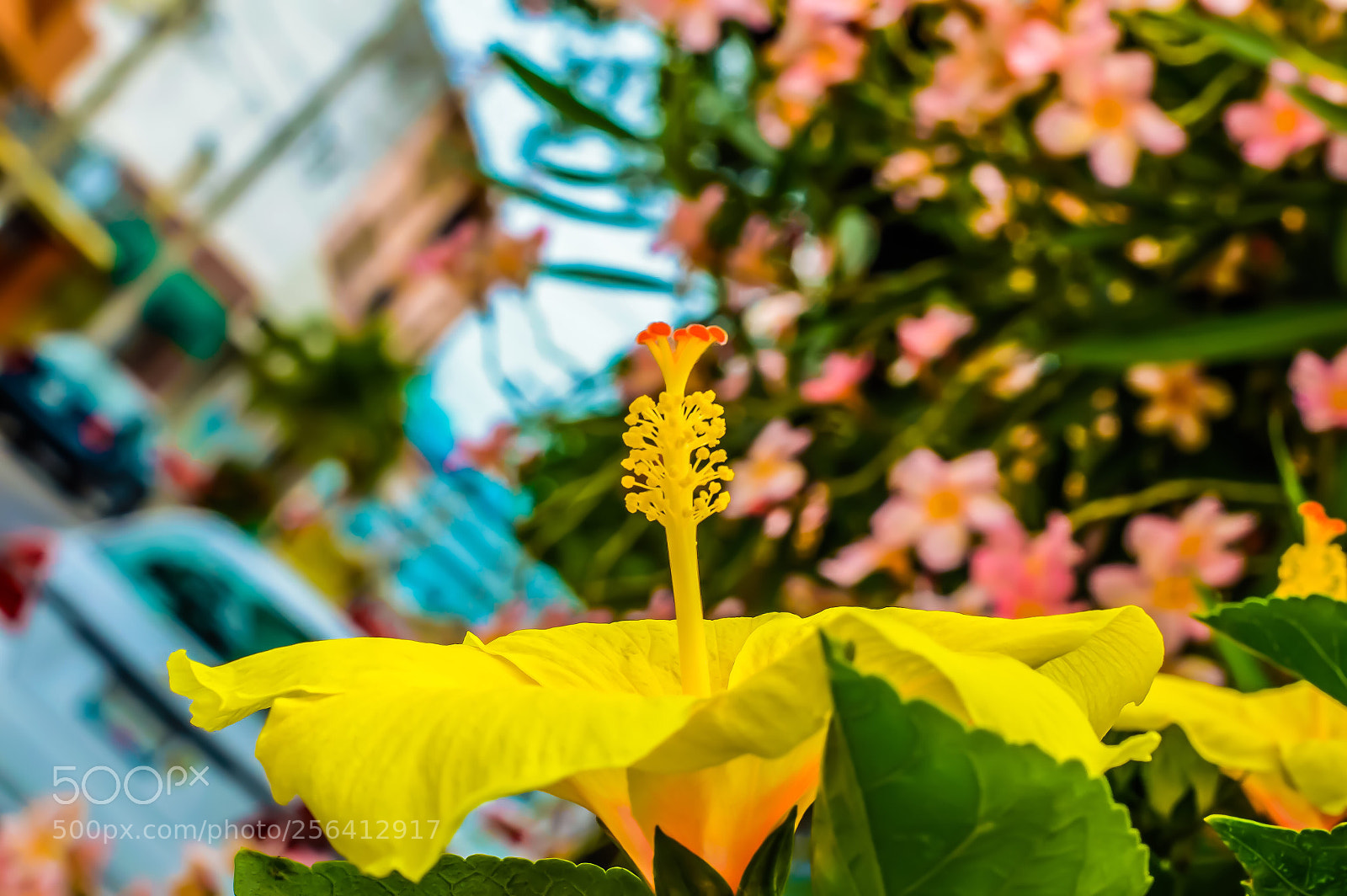 Nikon D3200 sample photo. Amarilla  photography