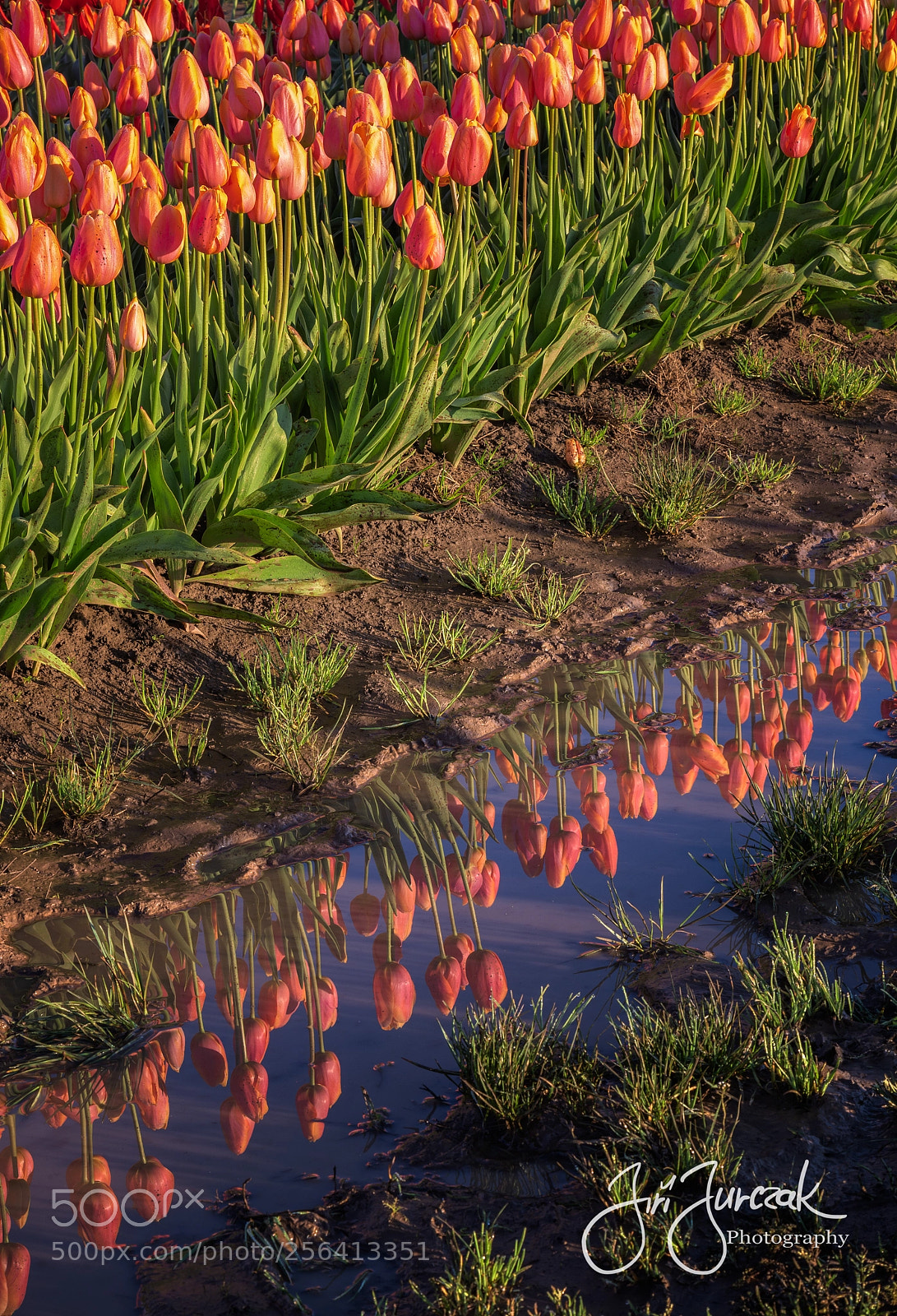 Canon EOS 6D sample photo. Tulip reflection photography