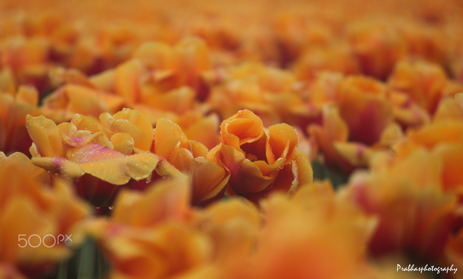 Canon EOS 550D (EOS Rebel T2i / EOS Kiss X4) sample photo. Hello hello ! :) photography