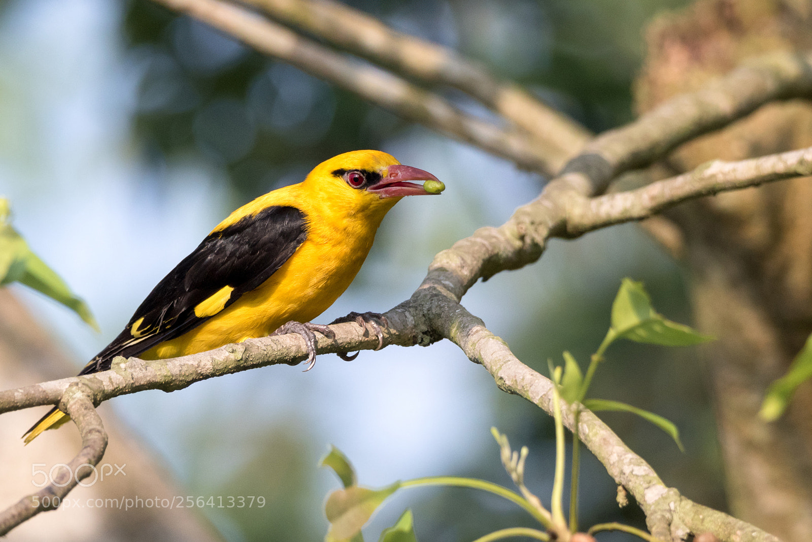 Canon EOS 7D Mark II sample photo. Indian golden oriole photography